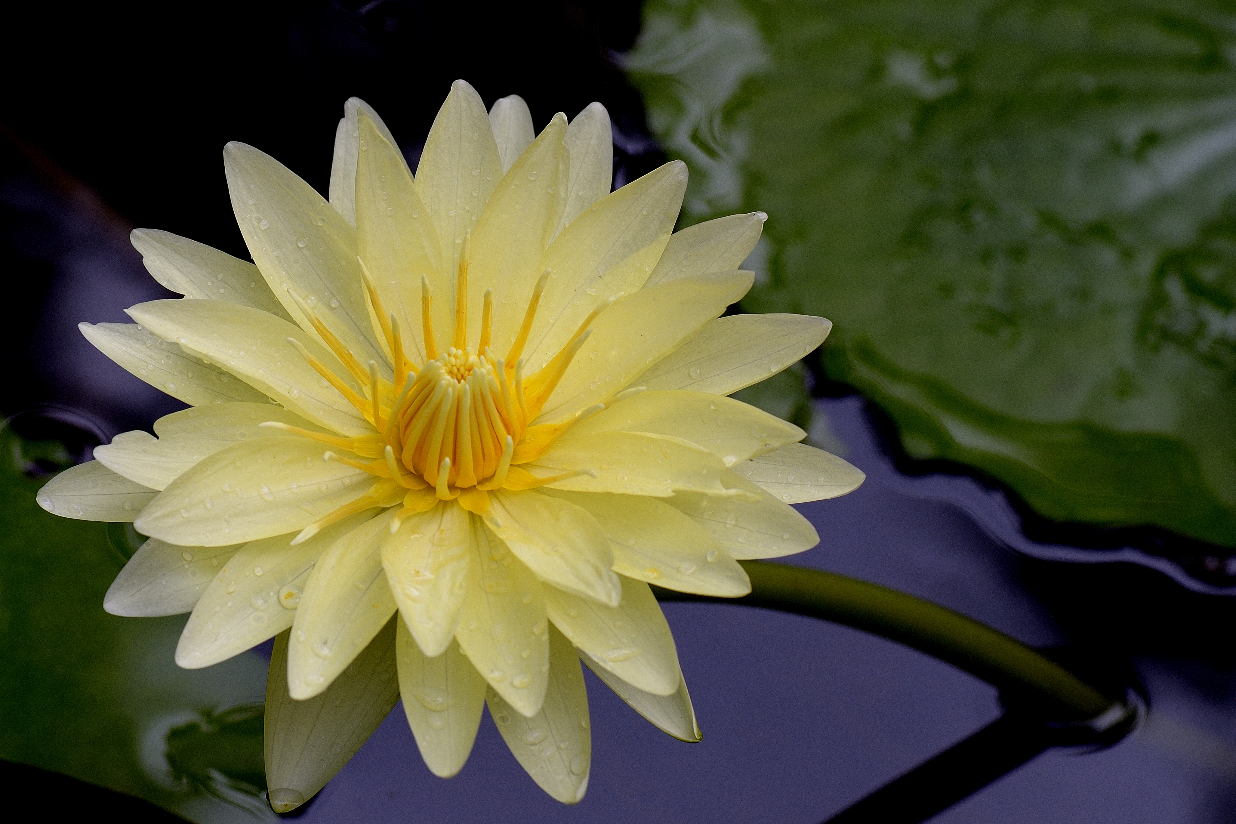 Earth Lotus Lily Pad White Flower 4109x2739