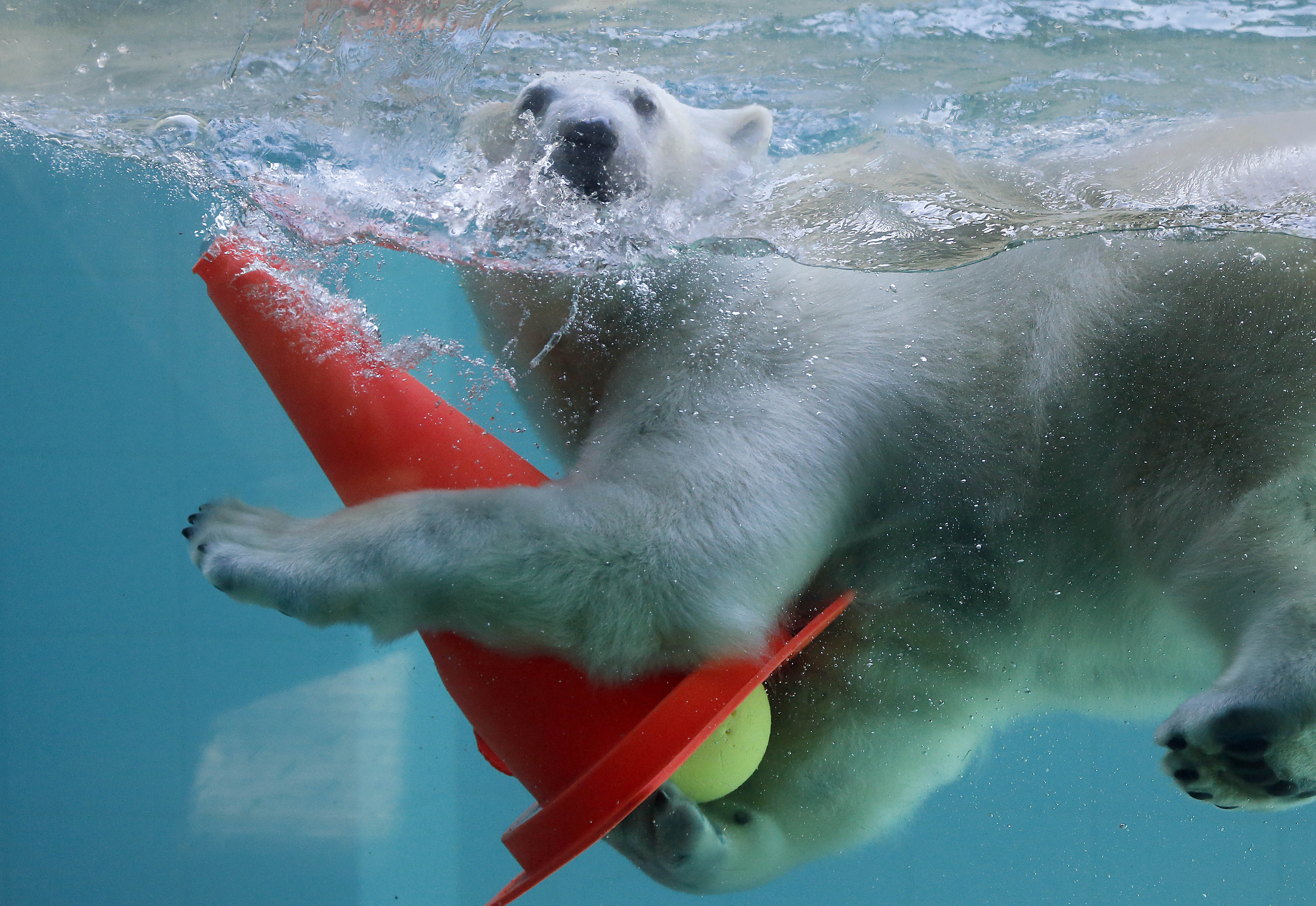 Animals Cones Water Polar Bears Humor Swimming 4926x3390