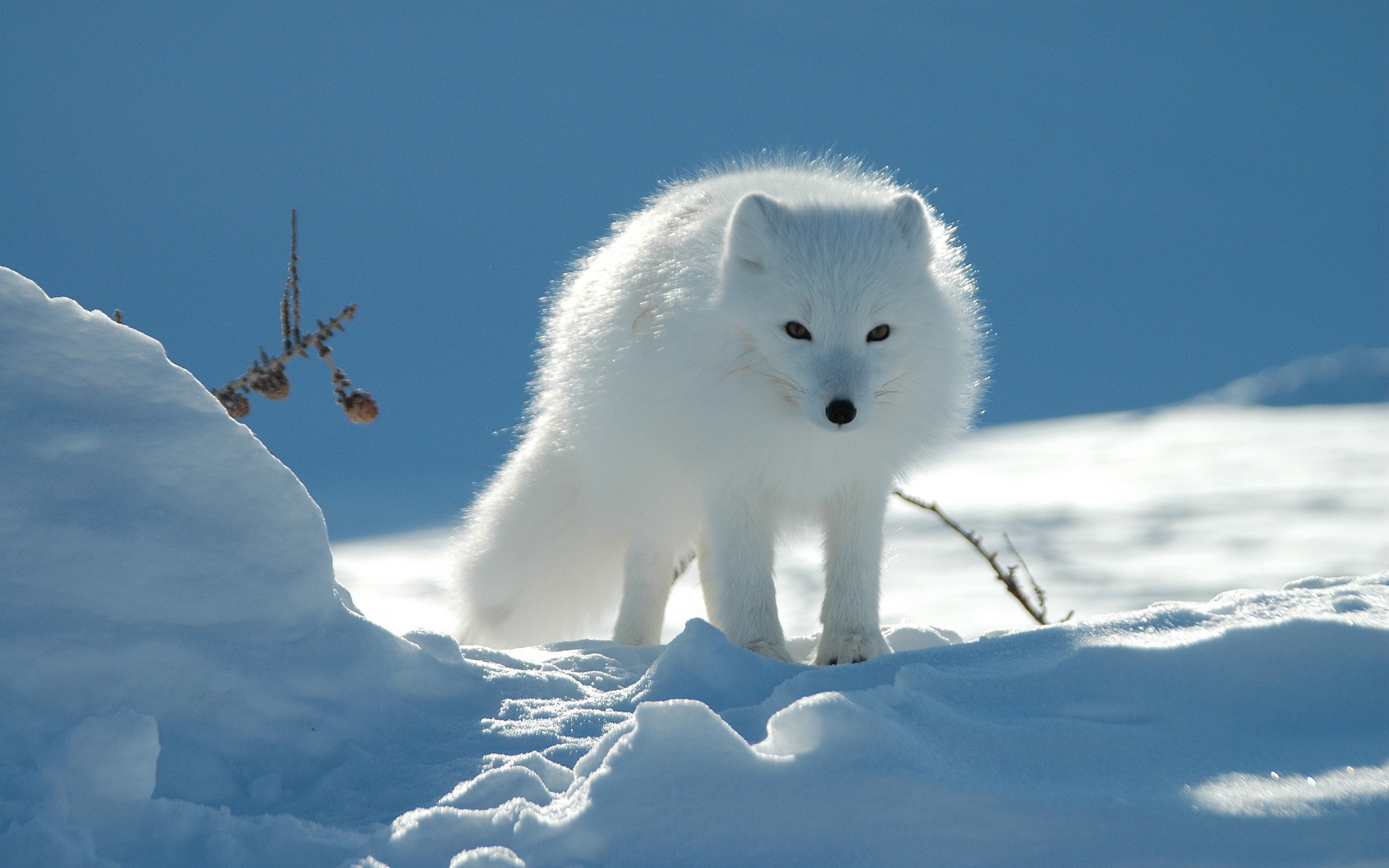 Arctic Fox Snow Pine Cones 2560x1600