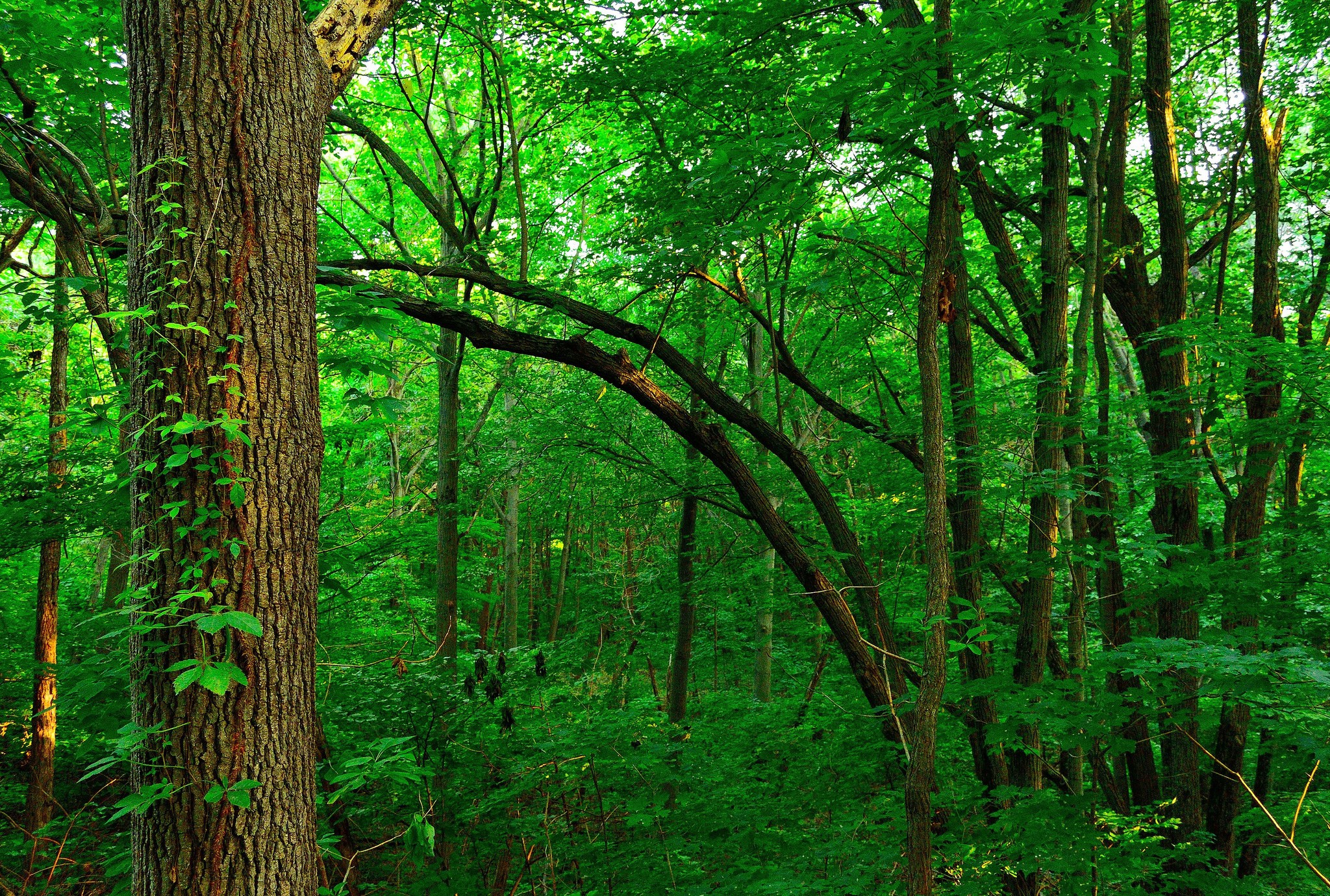 Forest Trees Nature 2048x1380