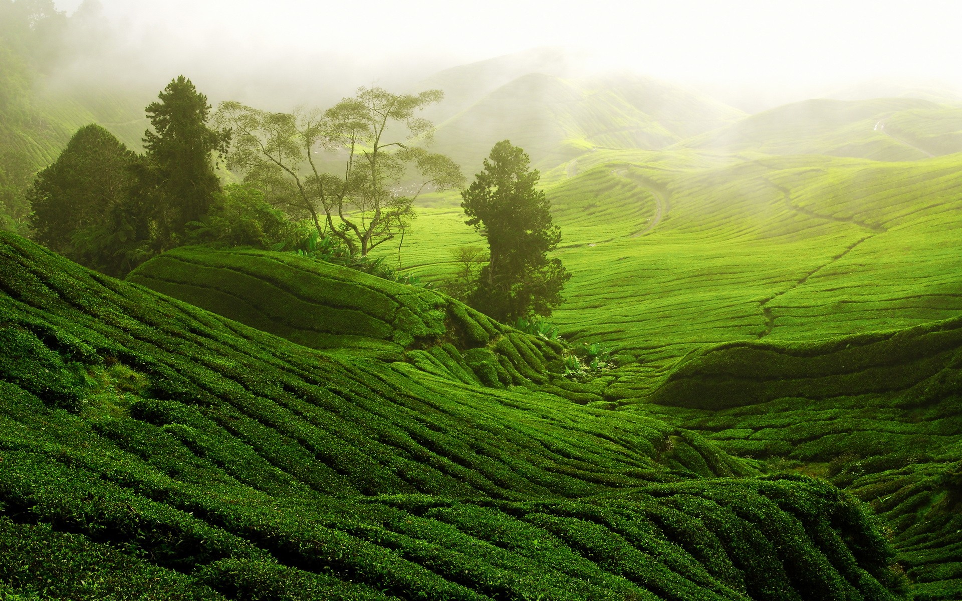 Nature Landscape Trees Forest Hills Terraces Tea Plant Path Mist China 1920x1200