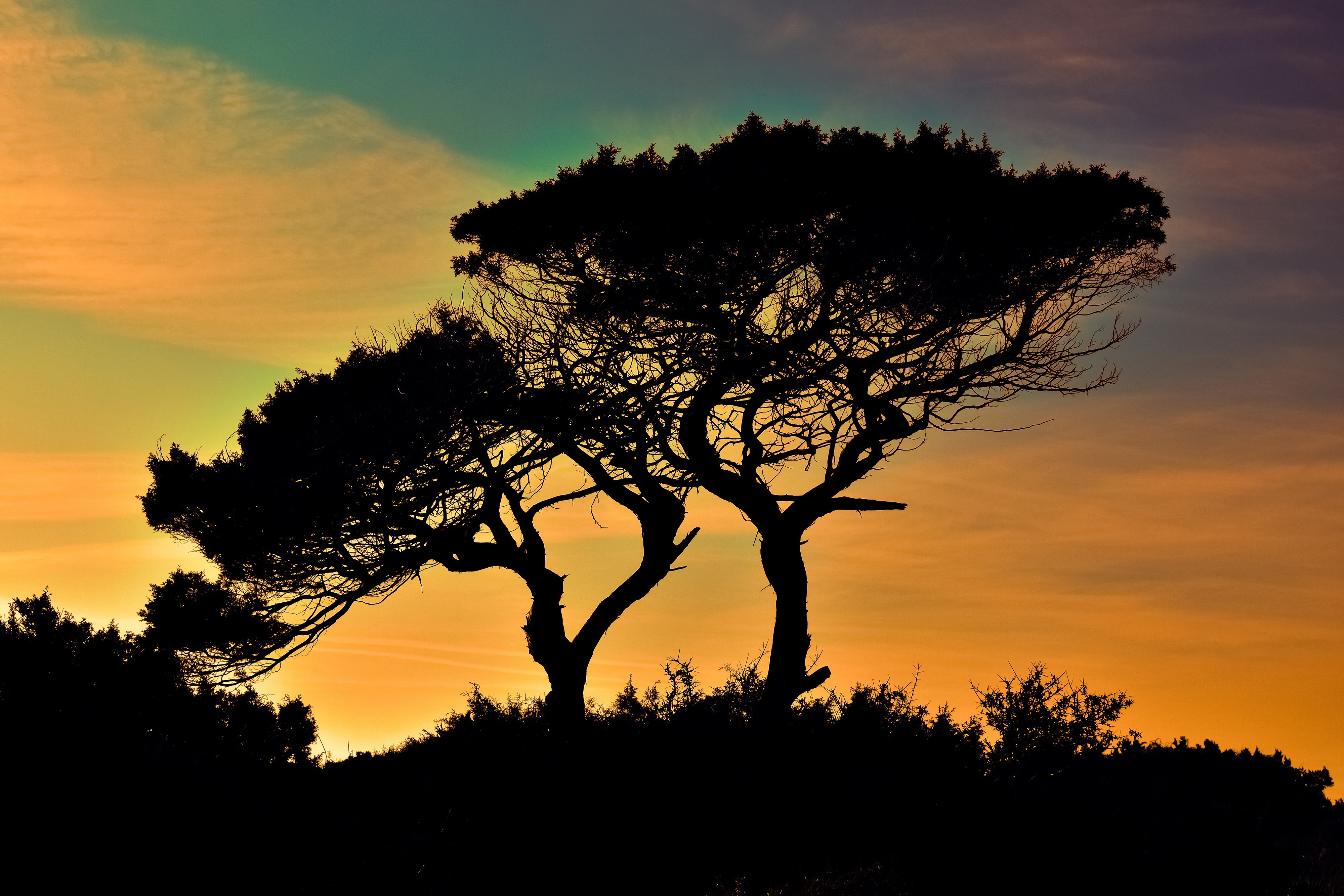 Earth Sunset Silhouette Tree Cypress 4000x2667