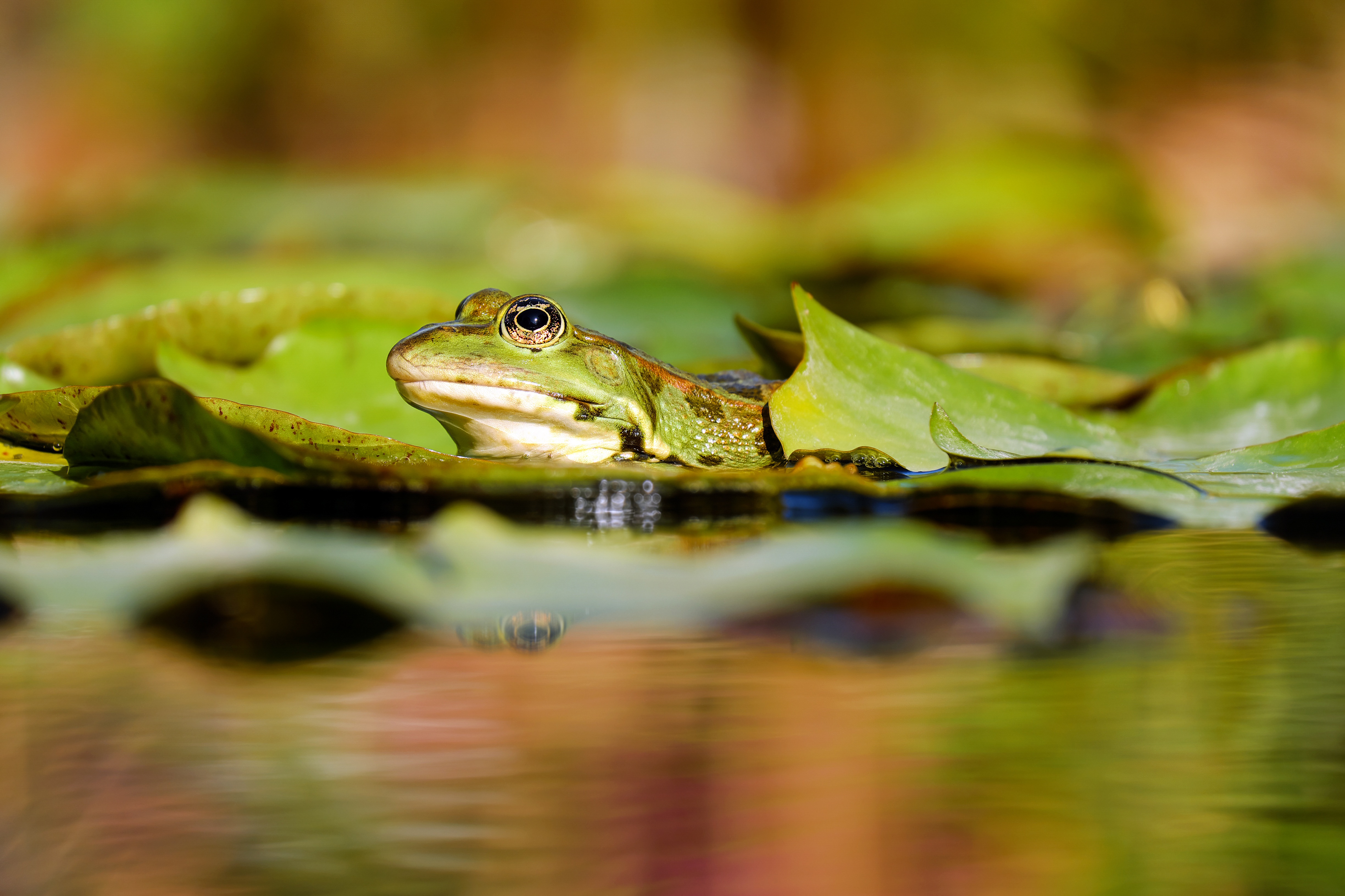 Frog Lily Pad Amphibian Blur Water 4896x3264
