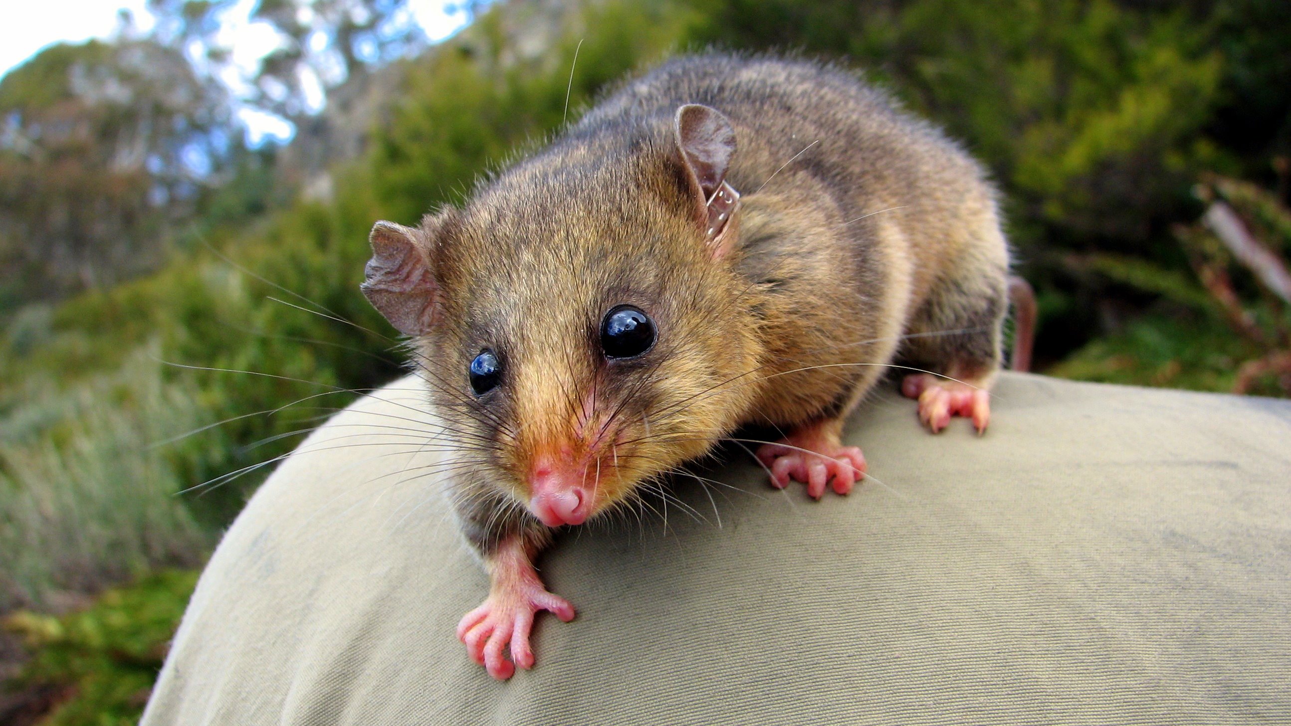 Mountain Pygmy Possum Australia Marsupial 2588x1456