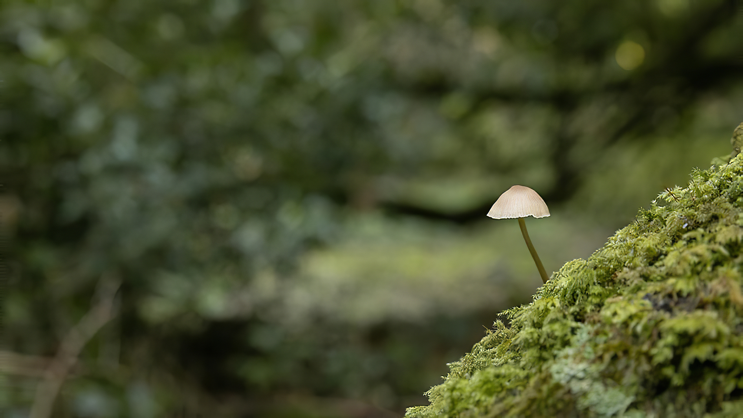 Forest Wood Nature Green Herb Mushroom 2560x1439