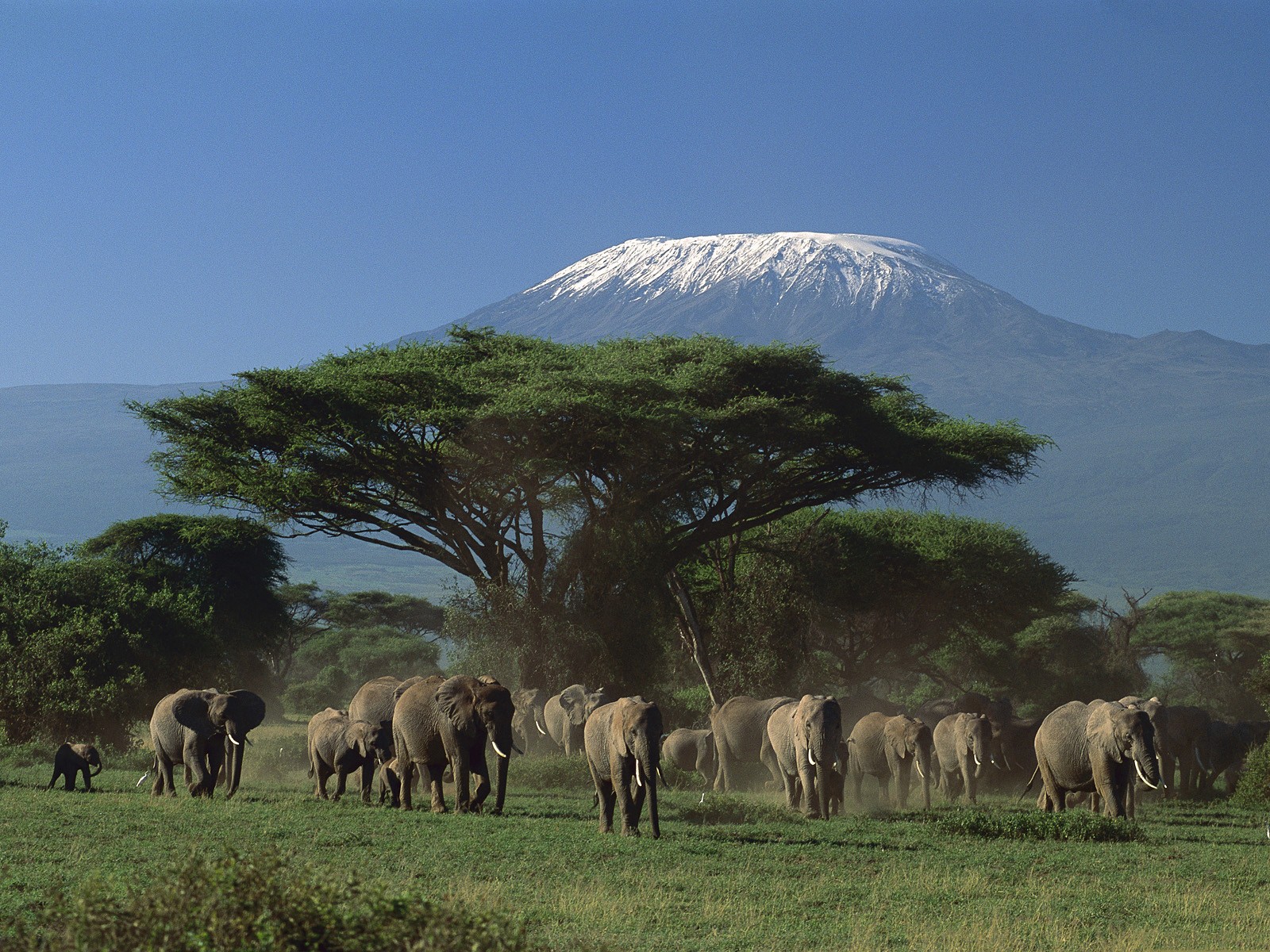 Animals Elephant Mountains Kenya Trees 1600x1200