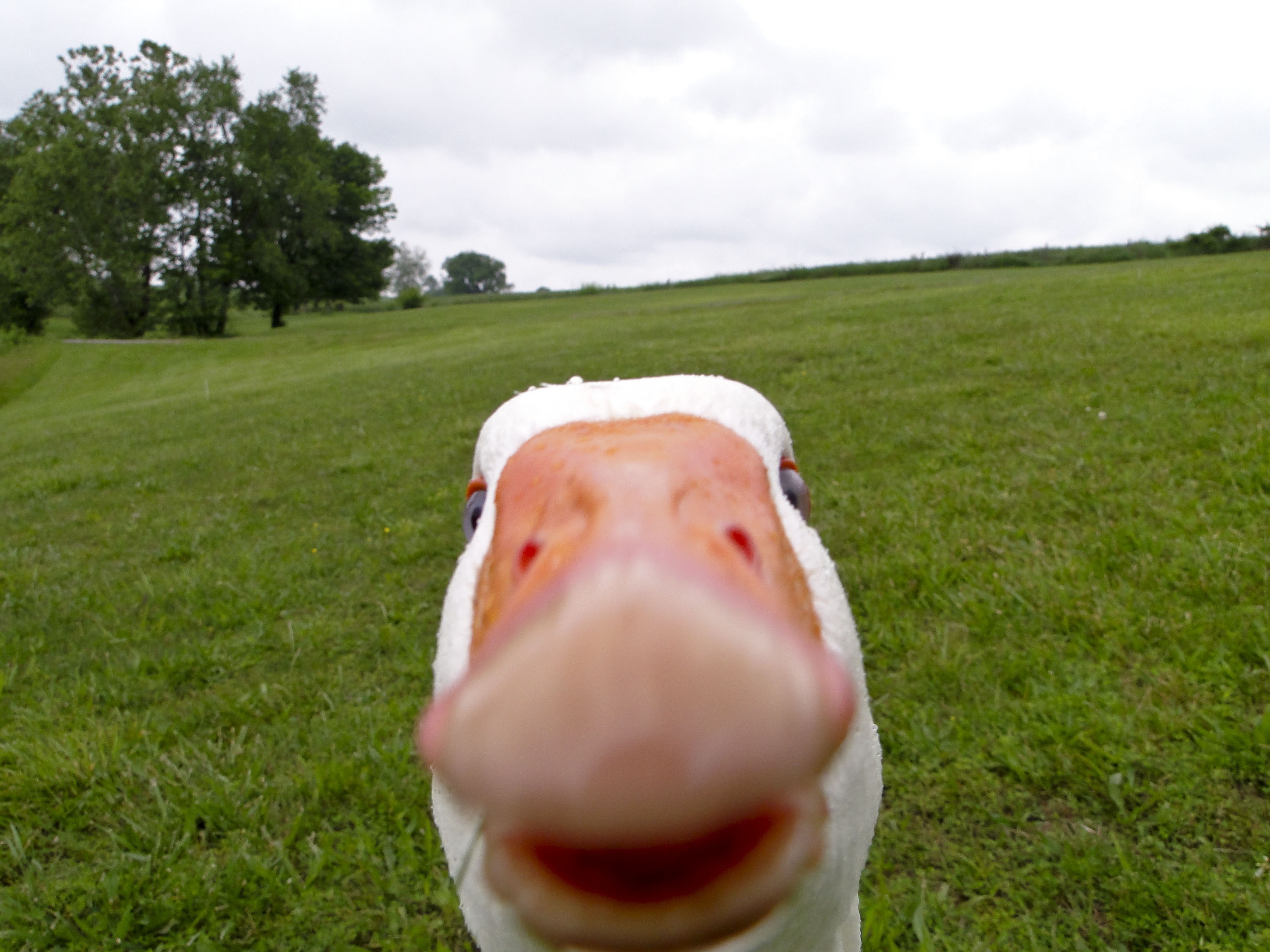 Animals Selfies Geese Memes Geese Birds Frontal View 3456x2592