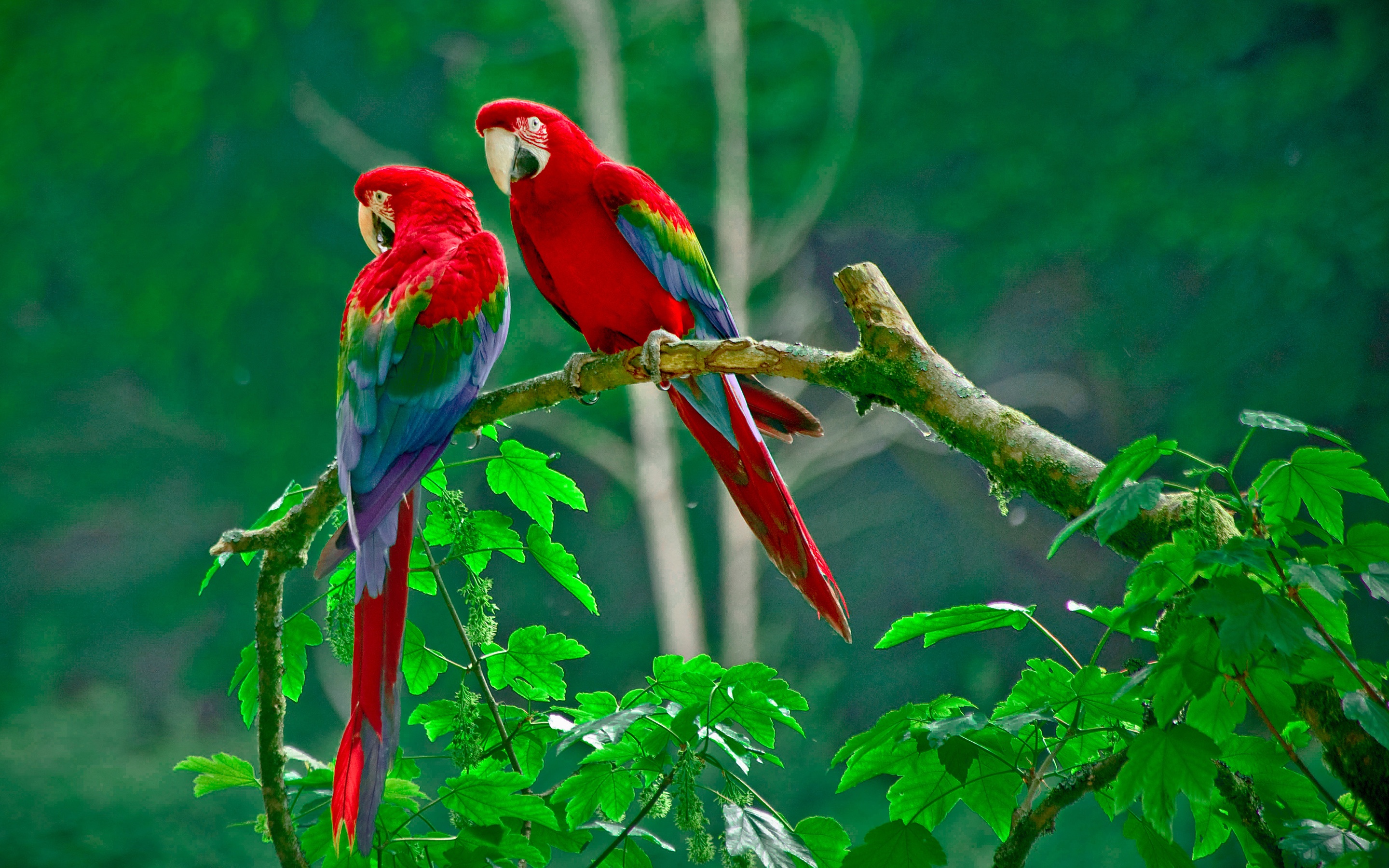 Animal Bird Parrot Branch Tree Colors Colorful Macaw 2880x1800