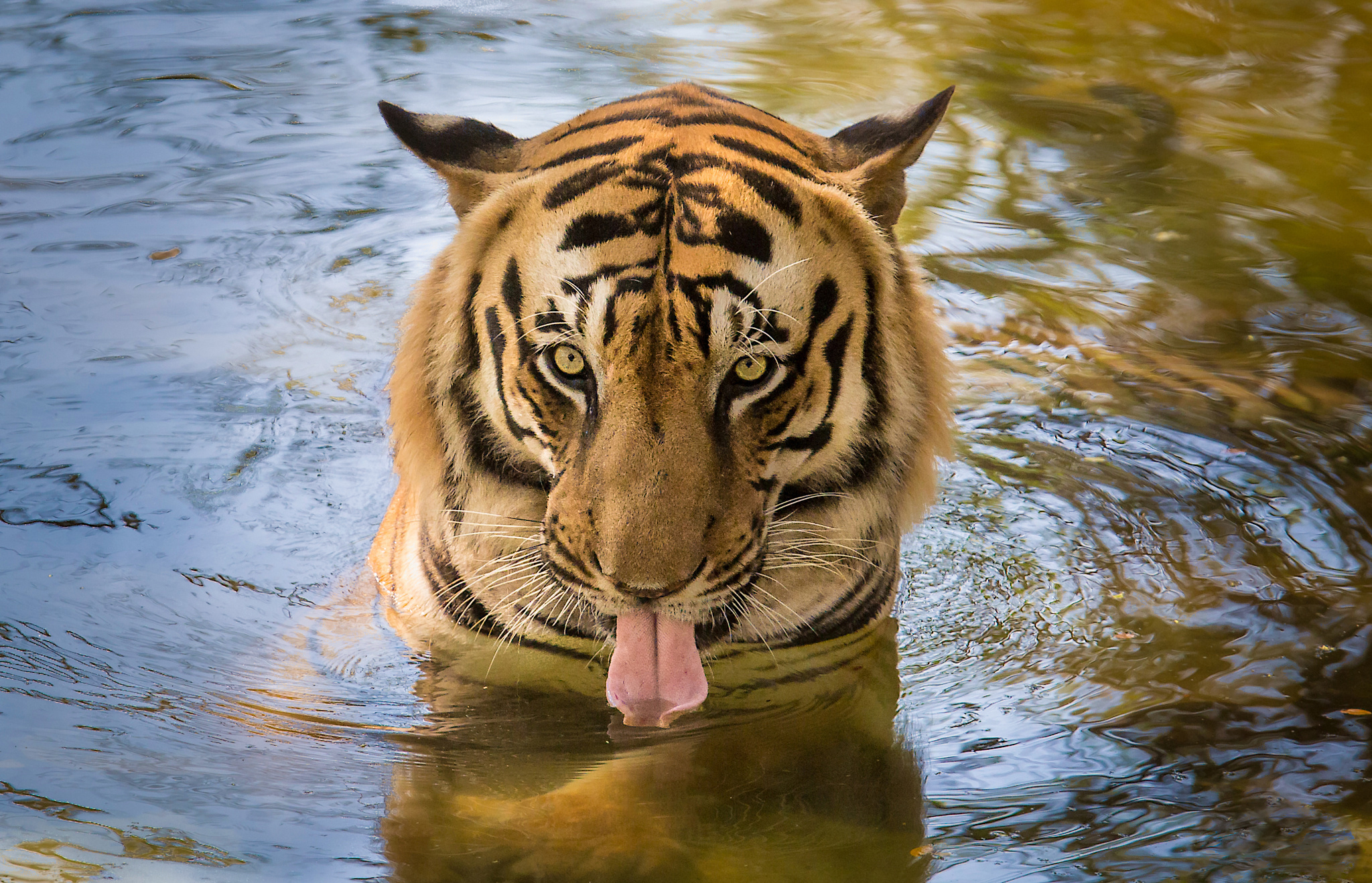 Animal Tiger Face Water Tongue Close Up Big Cat 2048x1319