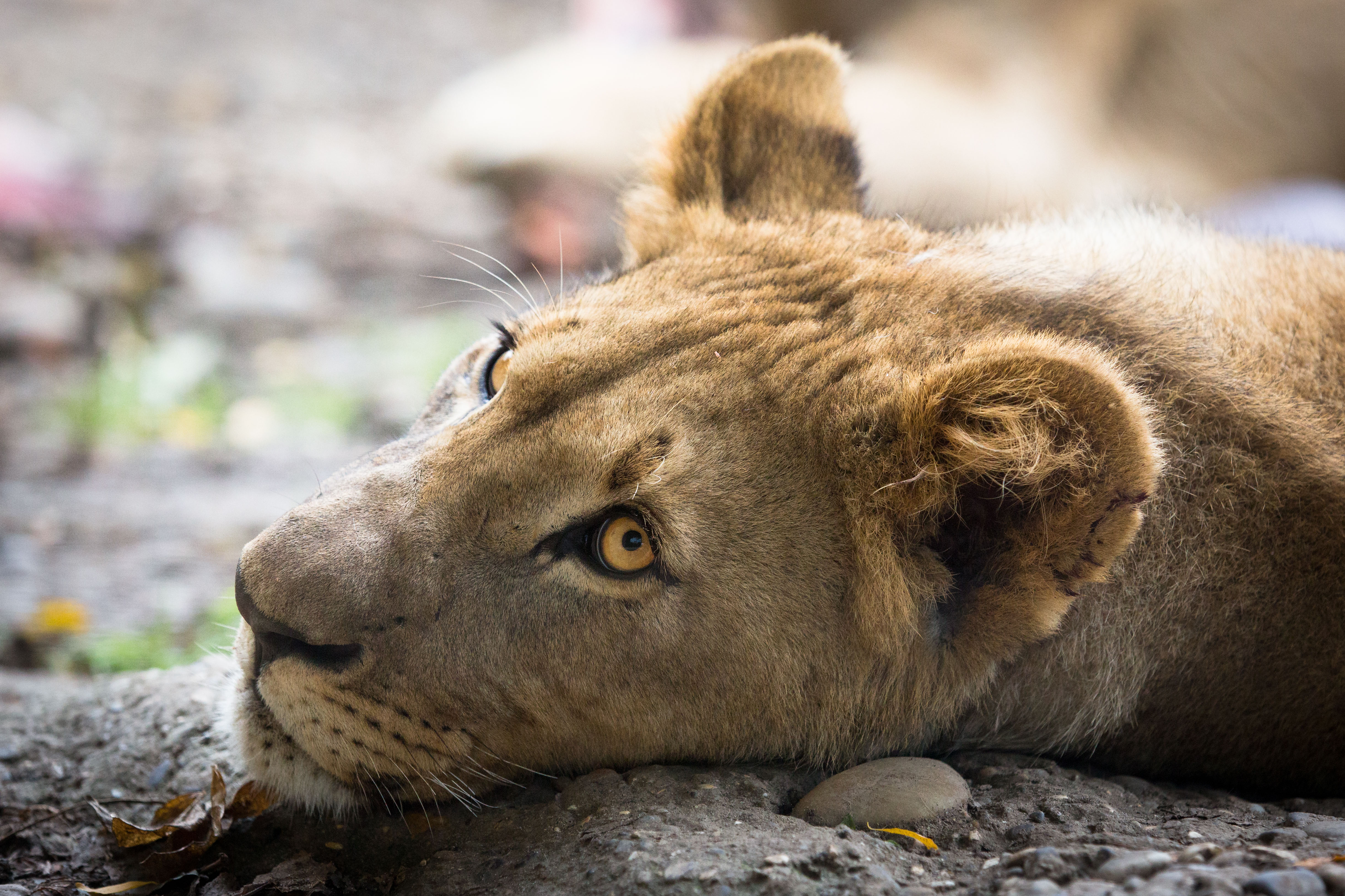 Lion Lioness Big Cat Predator Animal 4882x3255
