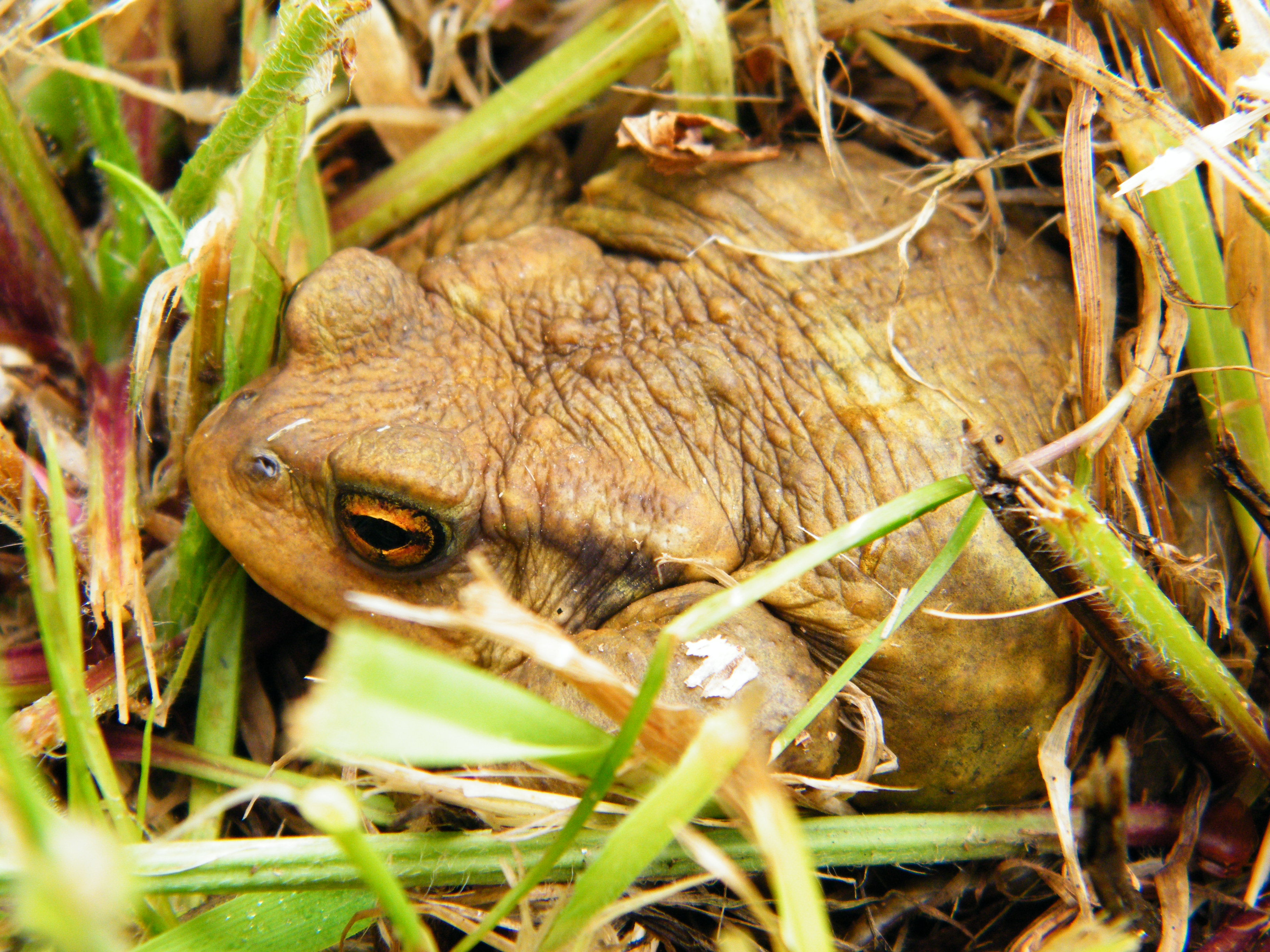 Animal Toad 3648x2736