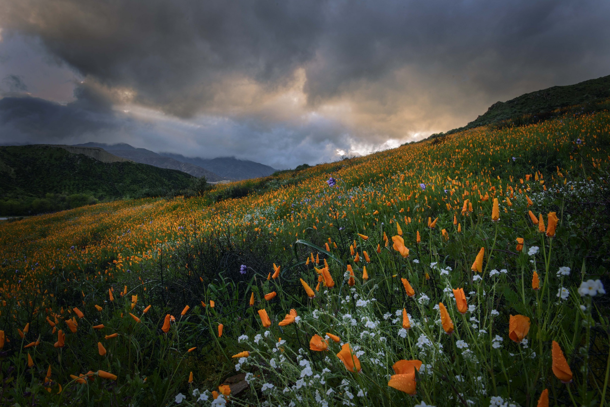 Meadow Nature Flower Orange Flower Cloud 2048x1367