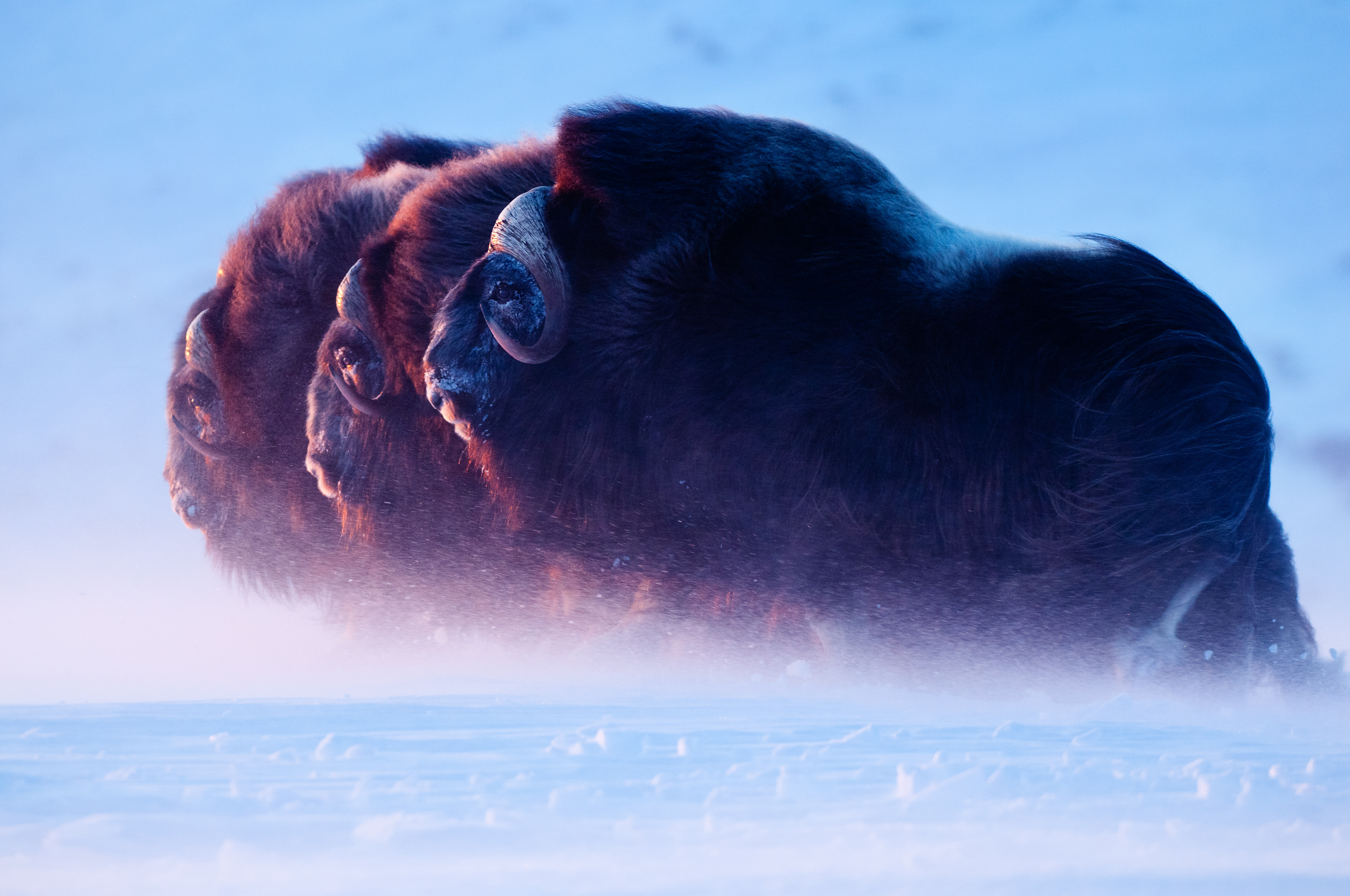 Nature Ice Animals Buffalo Snow Windy Horns 2953x1961