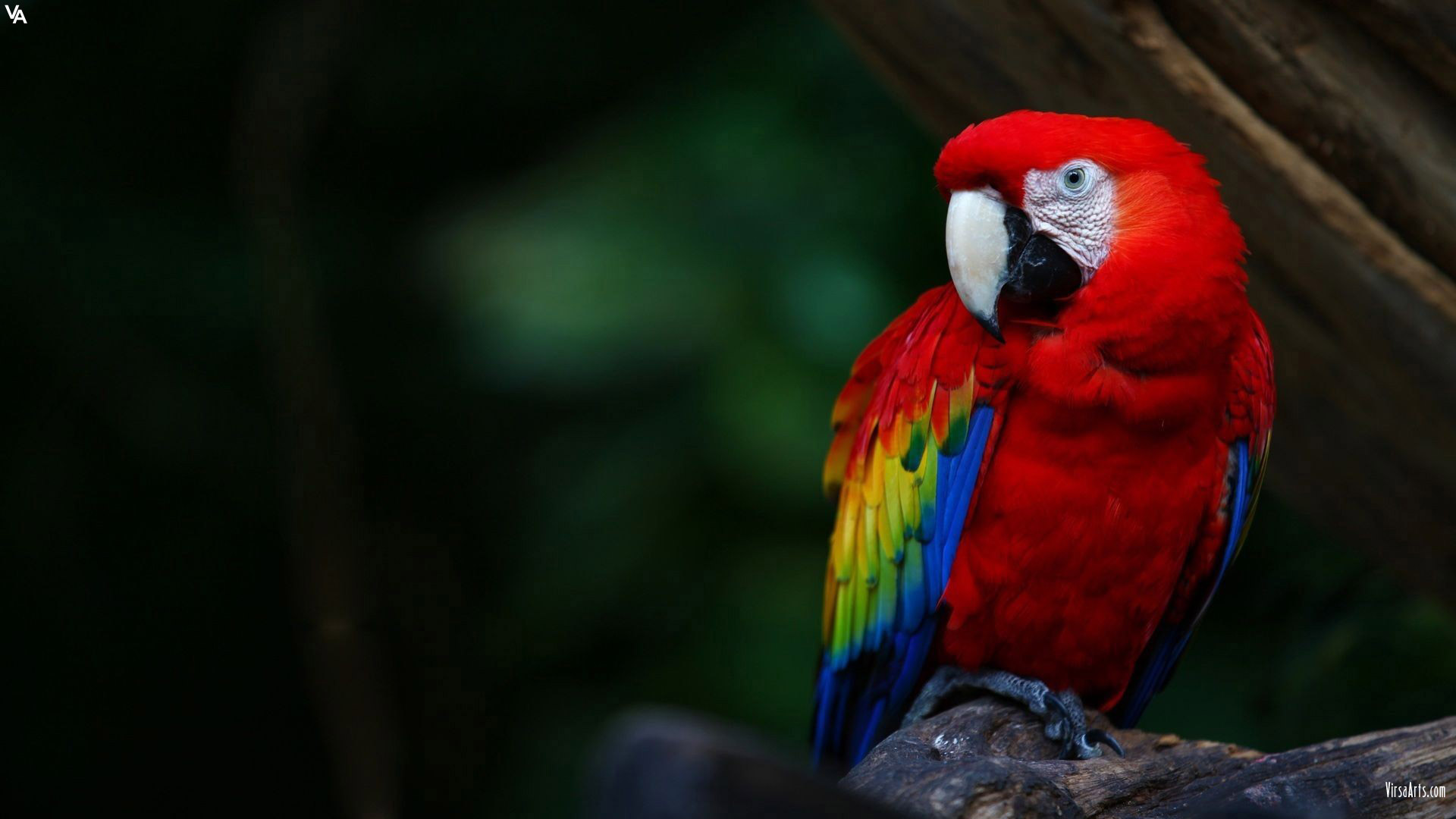 Animal Scarlet Macaw 1920x1080
