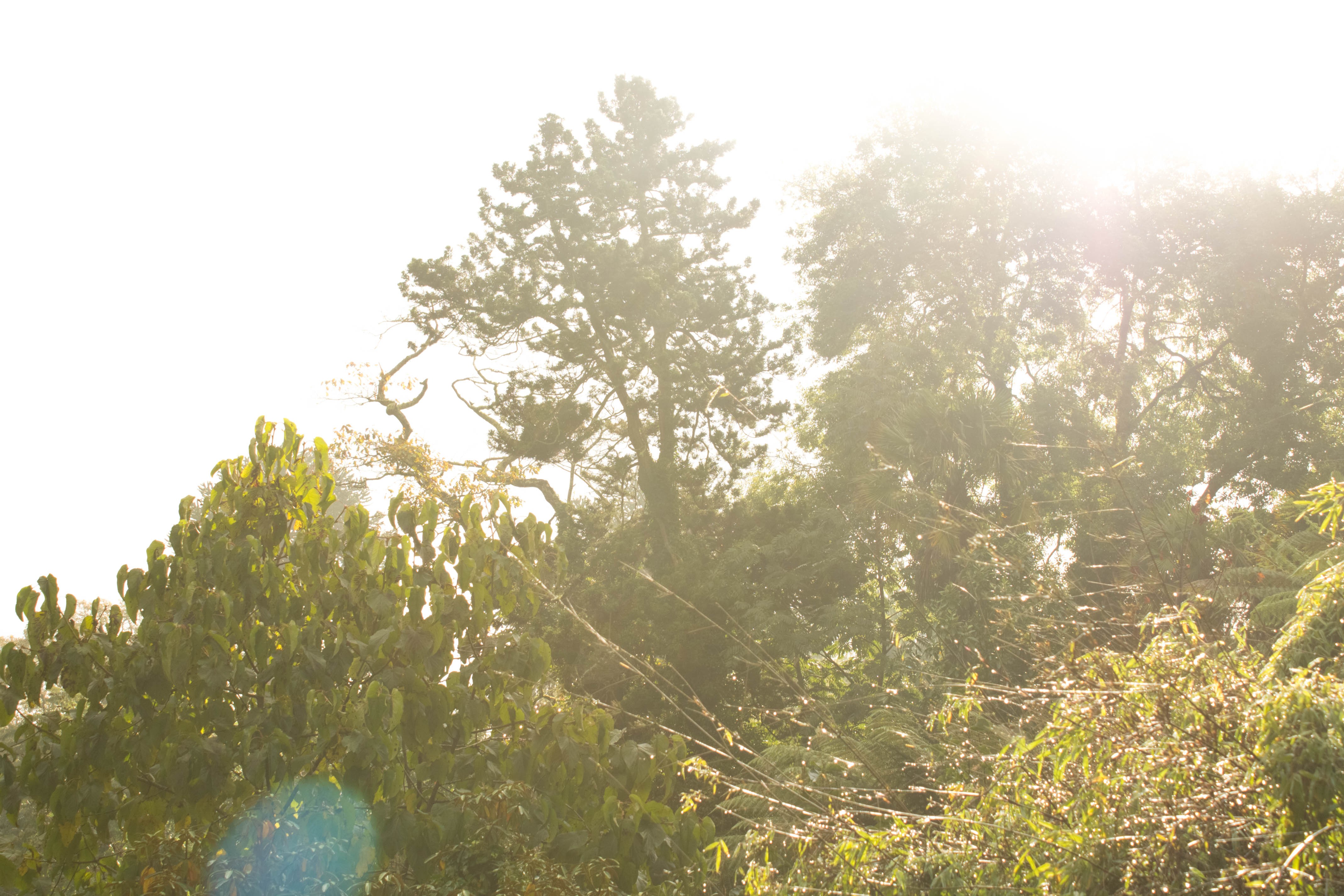 Landscape Nature Nature Photoshop UK The Lost Gardens Of Heligan 4272x2848