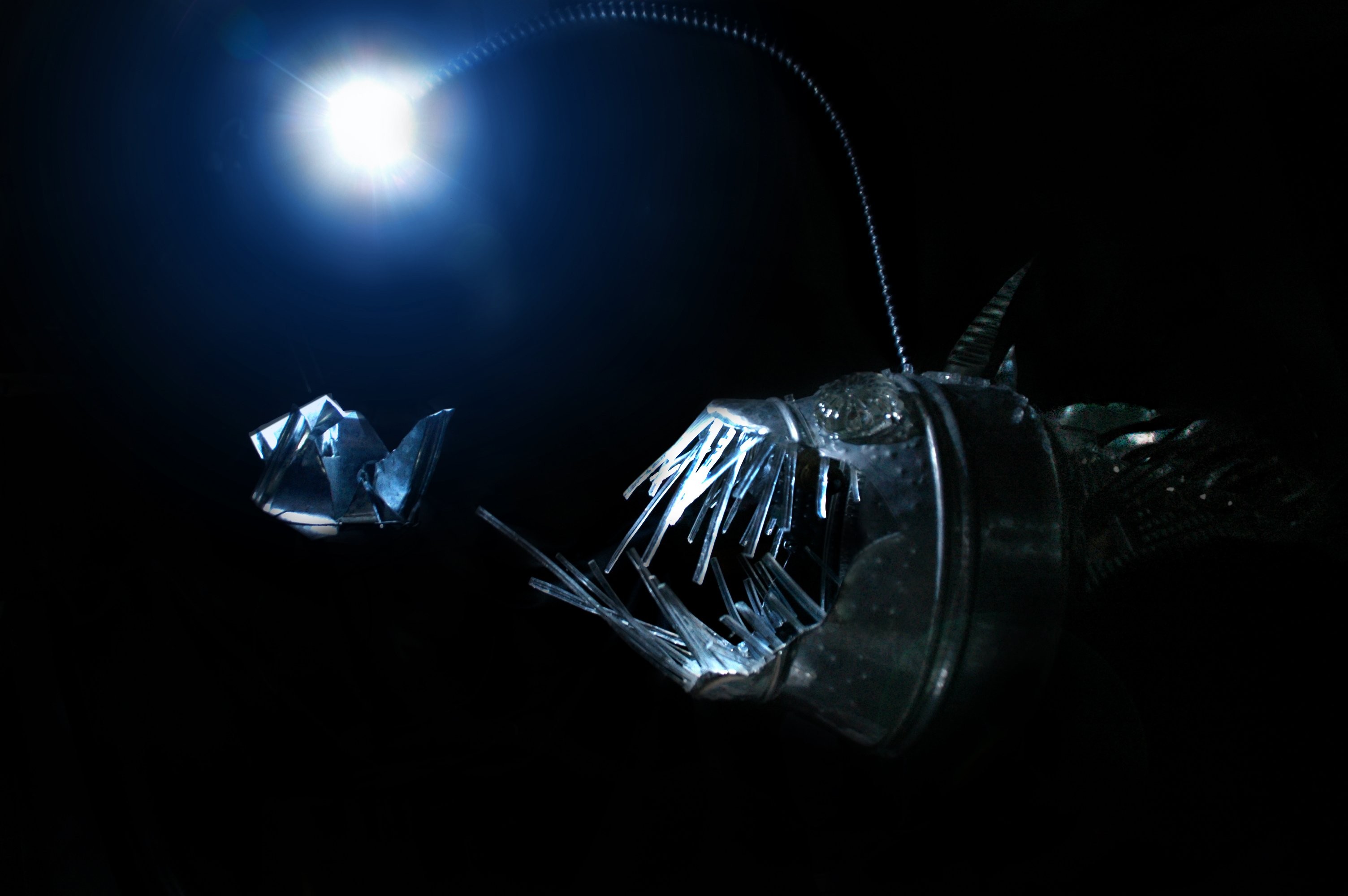 Anglerfish Deep Sea Creature Fish 3008x2000