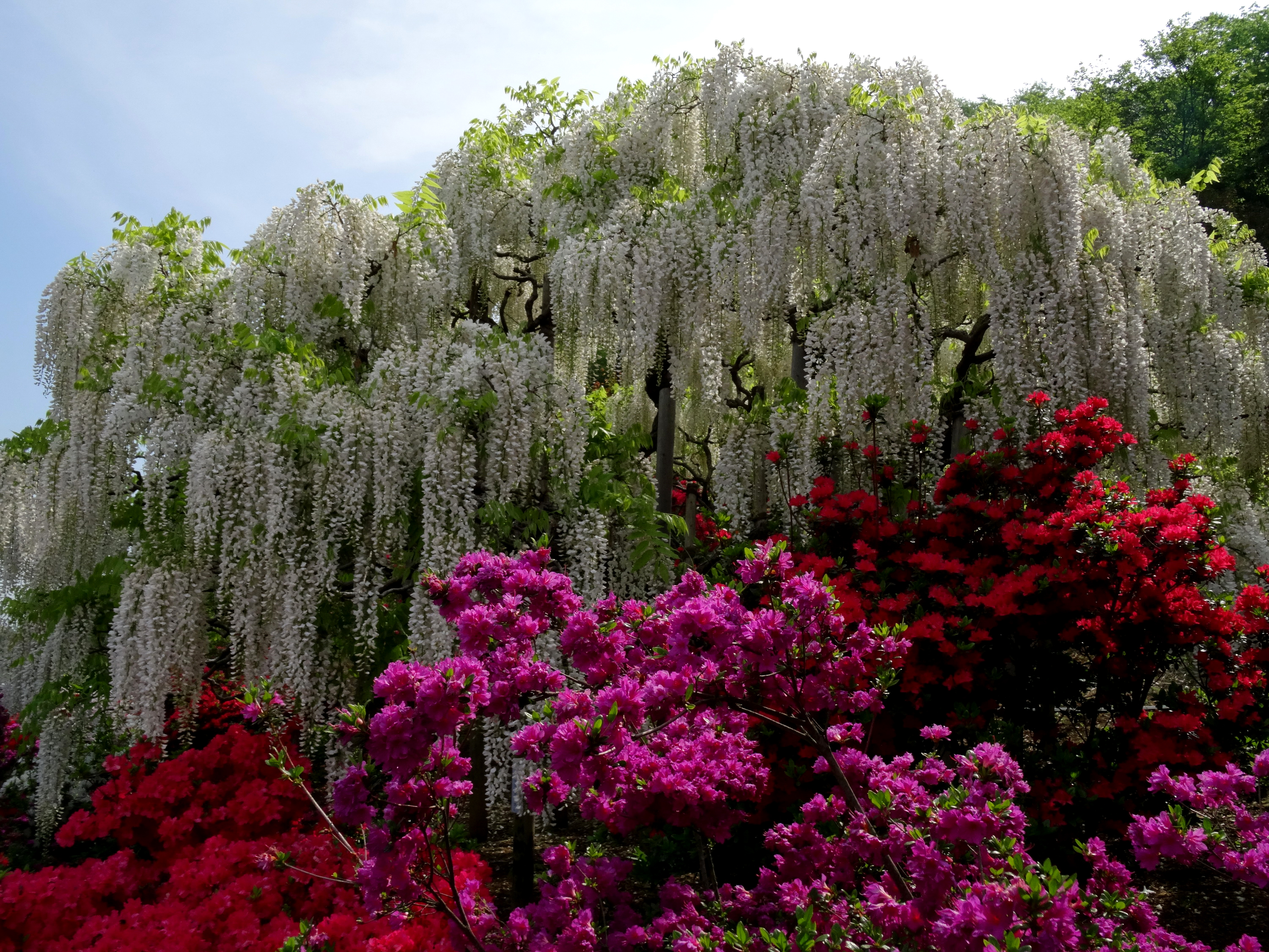 Цветущие деревья фото с названиями. Глициния Асикага. Парк Асикага Глициния красная. Глициния Асикага цветок. Парк цветов Асикага в Японии.