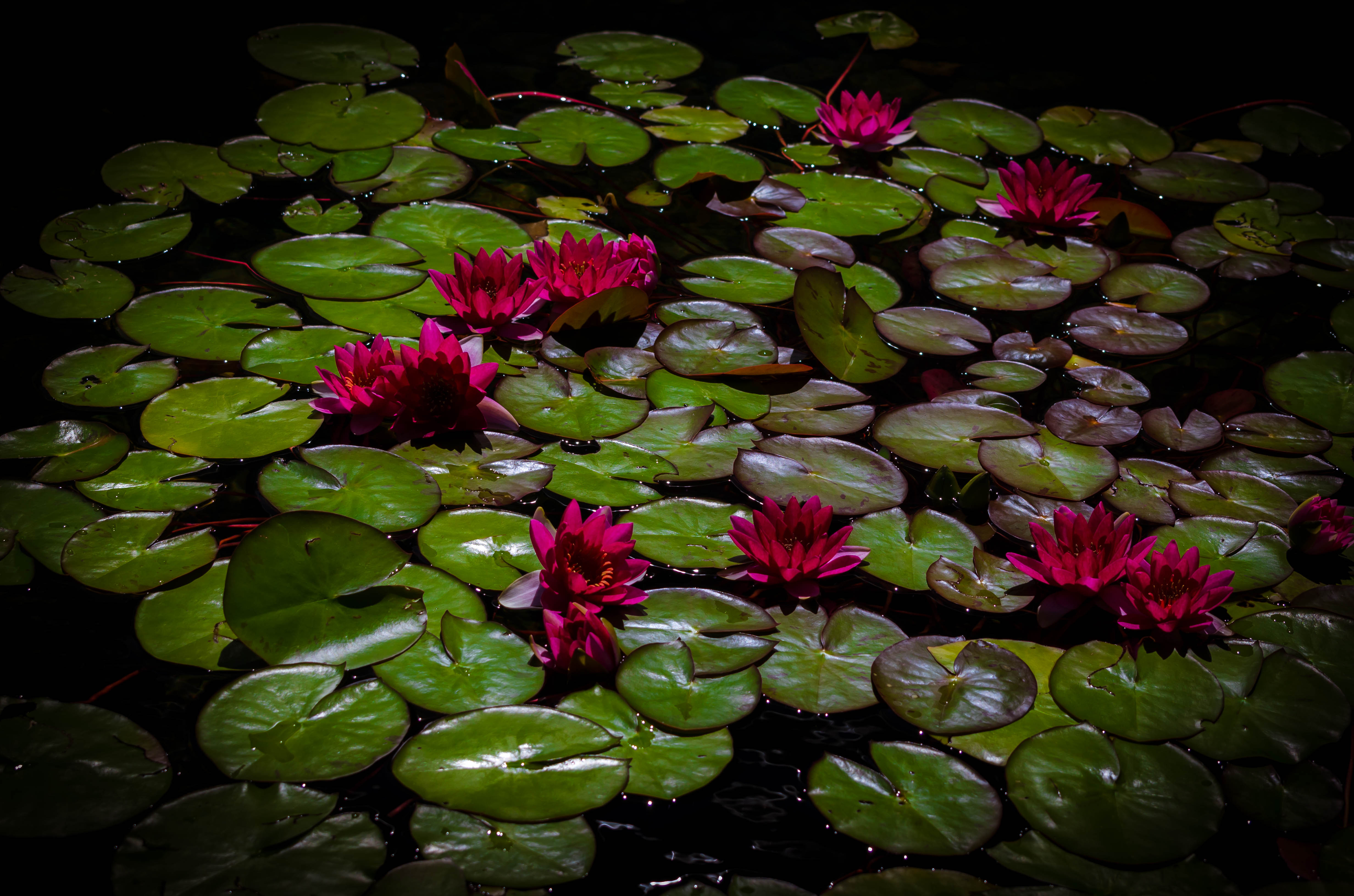 Flower Water Lily Lily Pad Purple Flower 3775x2500