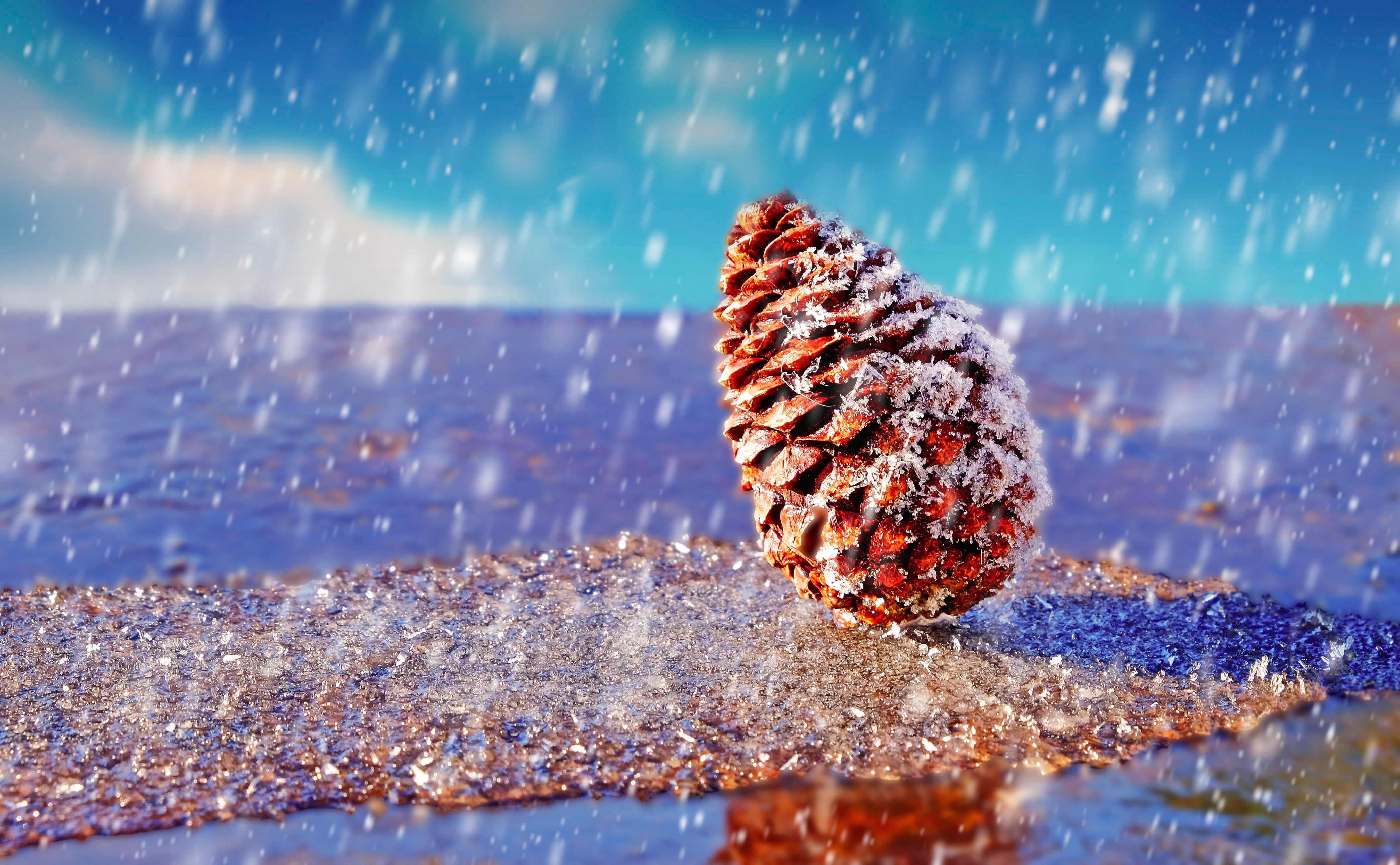 Snow Pine Cones Rain Water Drops 4184x2585