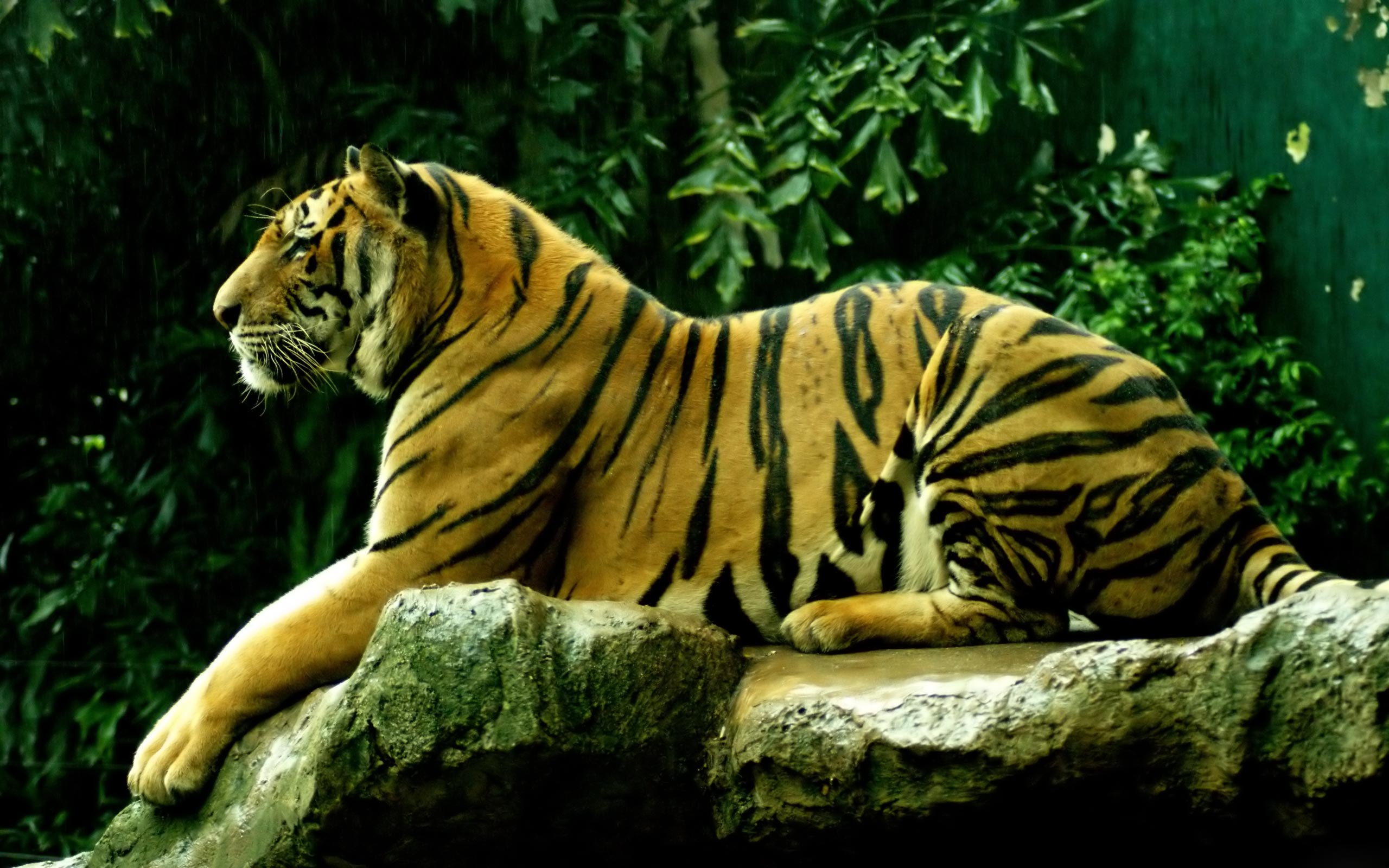 Tiger Animal Siberian Tiger Rock 2560x1600