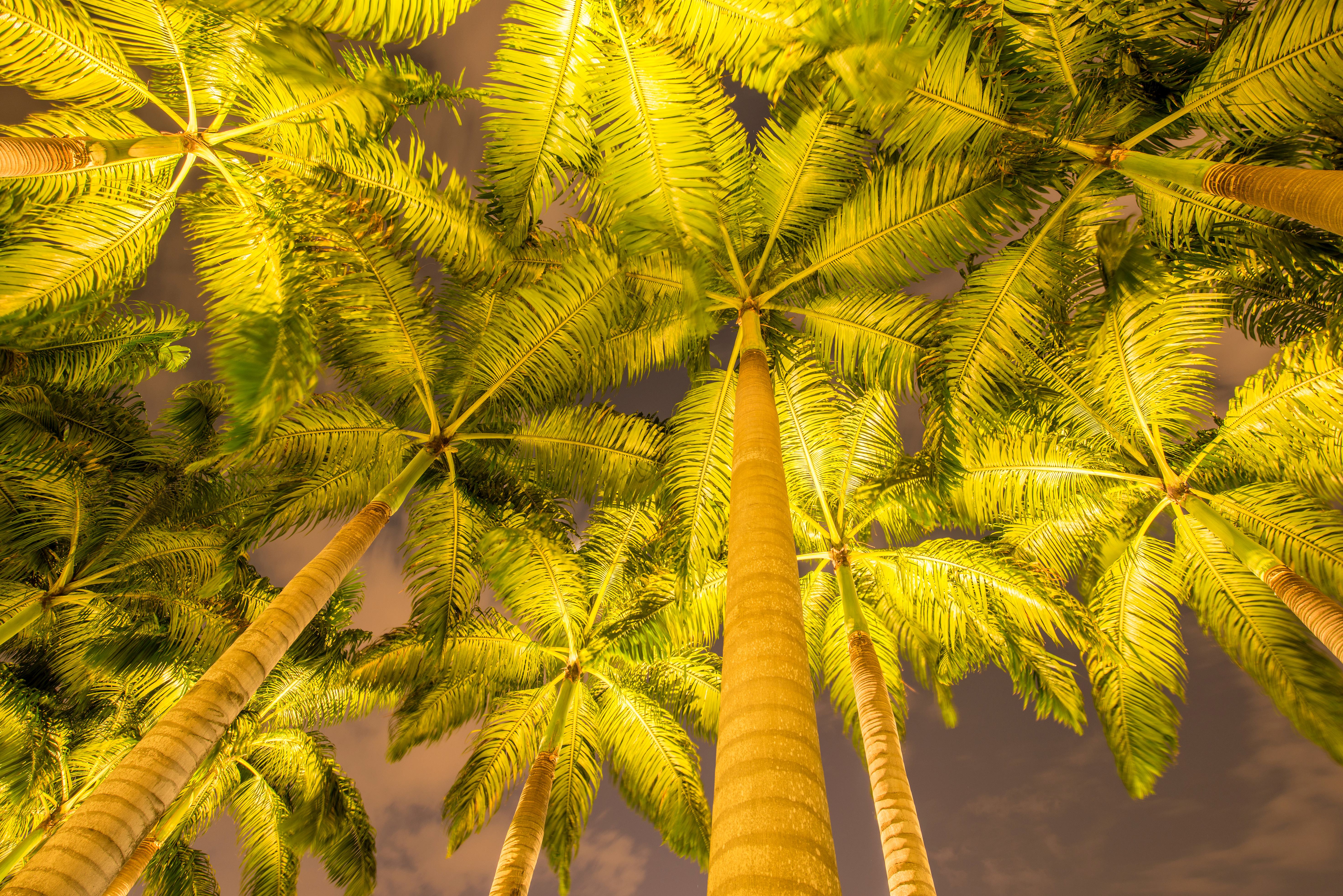 Palm Tree Treetops Tropical 5888x3930