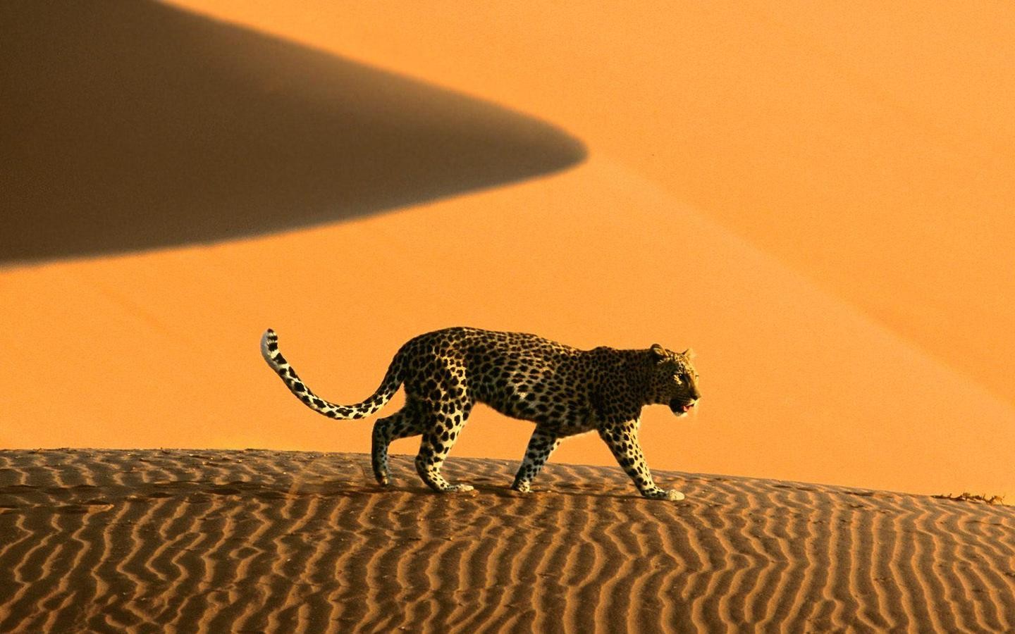 Namibia Sand Dunes Leopard Animals Leopard Animal Desert Yellow 1440x900