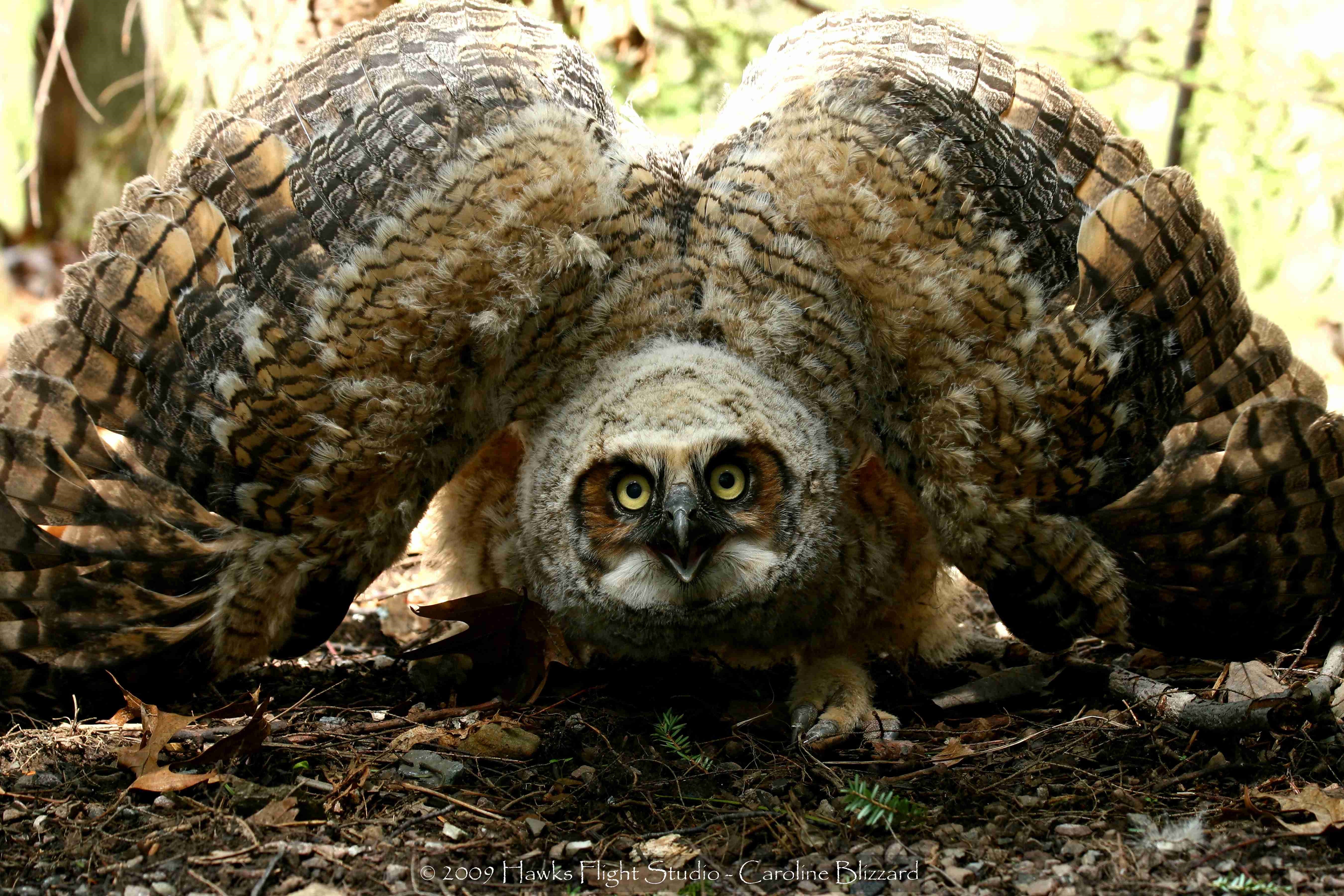 Animals Birds Owl Scary Face 5400x3600