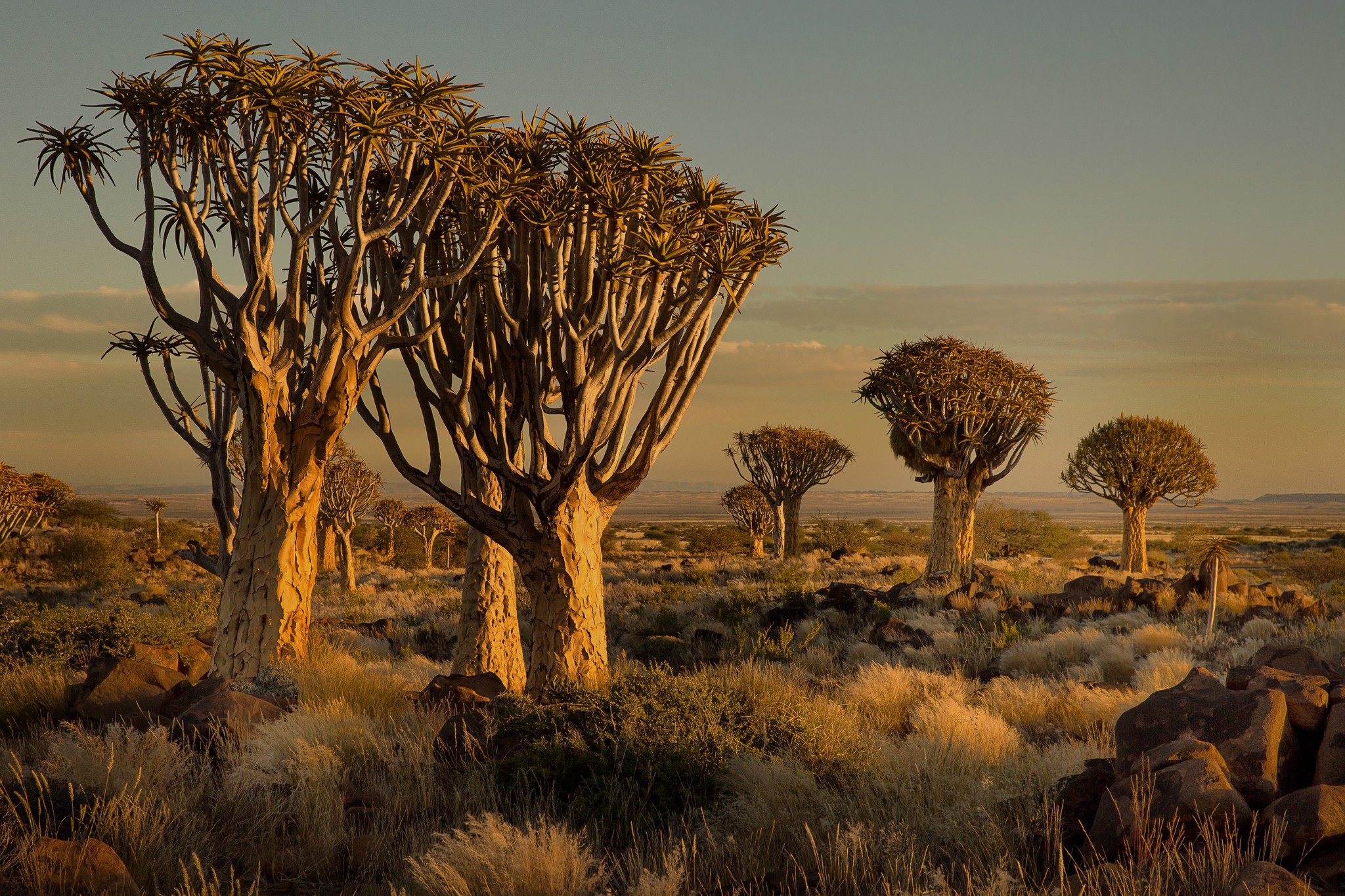 Namibia Africa Nature Landscape Trees Savannah Shrubs Sunset Wallpaper