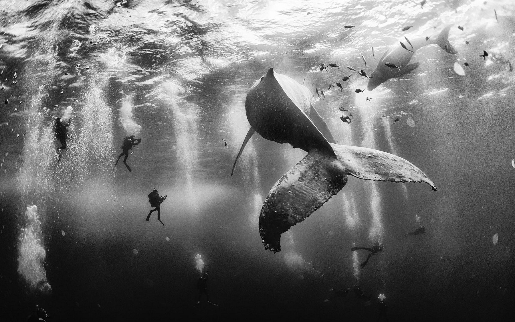 Whale Scuba Diving Monochrome Underwater Bubbles People Fish Sea 1800x1125