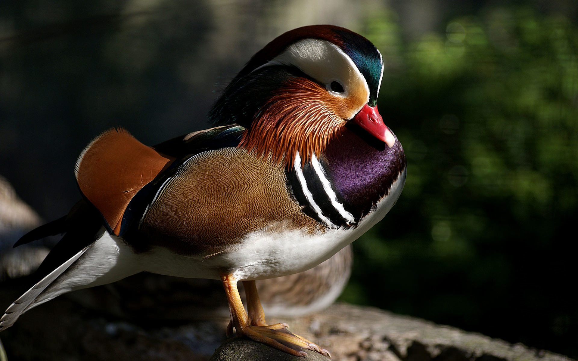 Animal Bird Mandarin Duck Duck Colorful 1920x1200