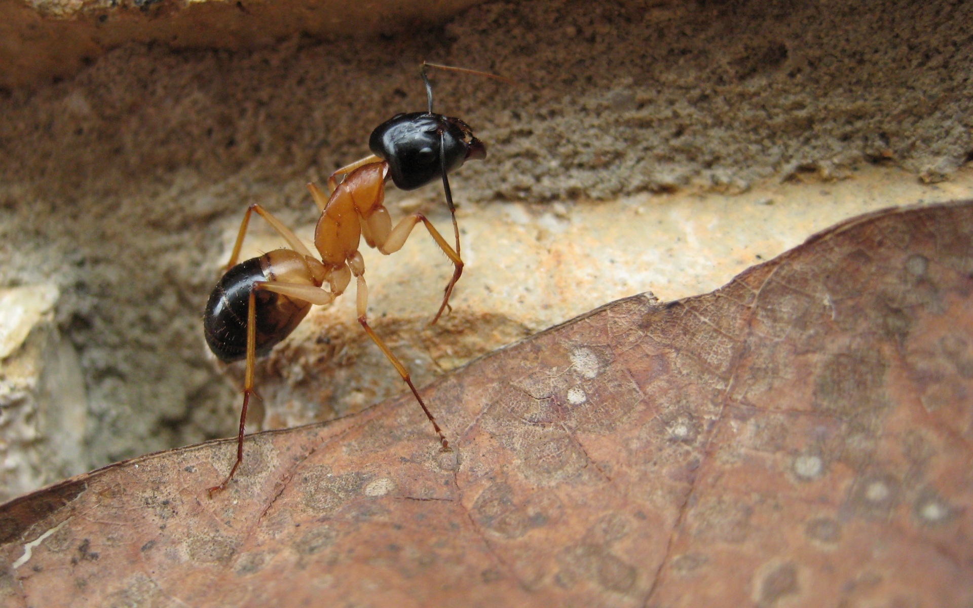 Ants Macro Macro Insect Rock Leaves Camponotus Animals 1920x1200