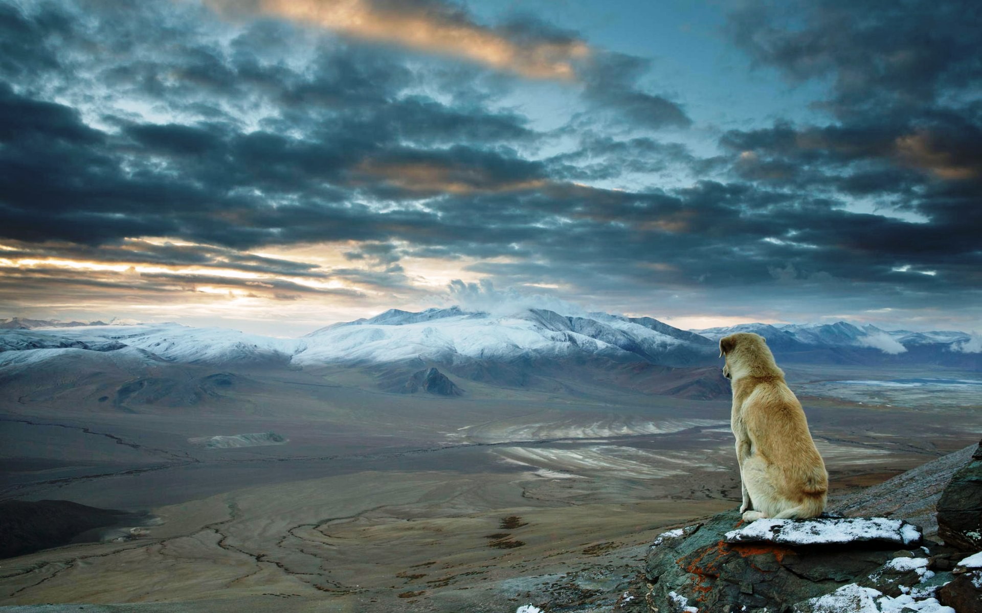 Nature Landscape Dog Mountains Himalayas Animals Dog Landscape Looking Into The Distance Far View Al 1920x1200