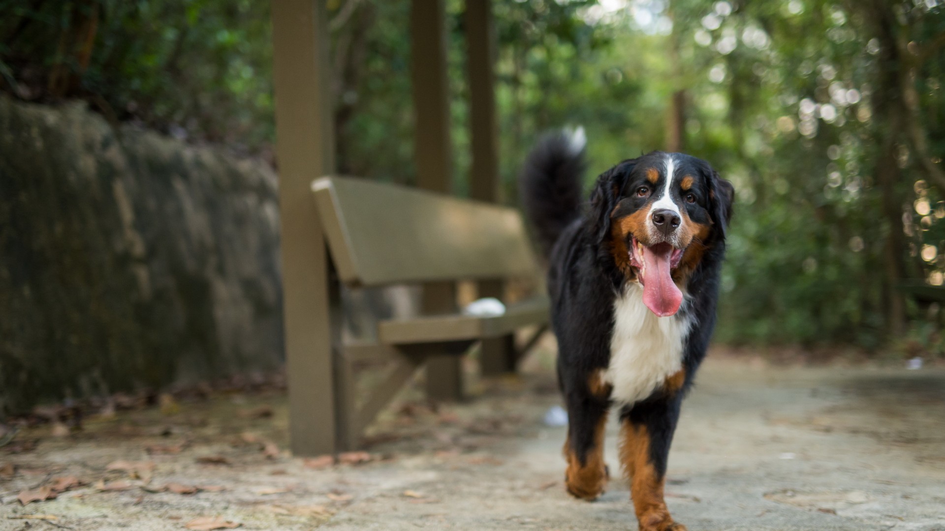 Dog Animals Bench Tongues Bernese Mountain Dog 1920x1080