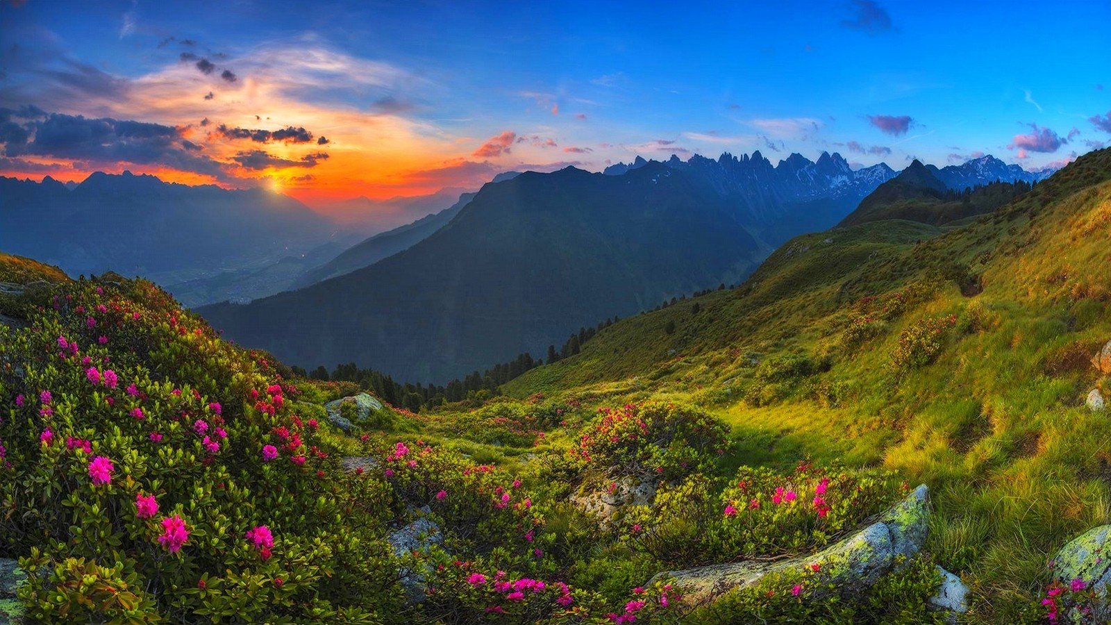 Nature Landscape Tyrol Mountains Austria Wildflowers Sky Grass Mist Clouds 1600x900