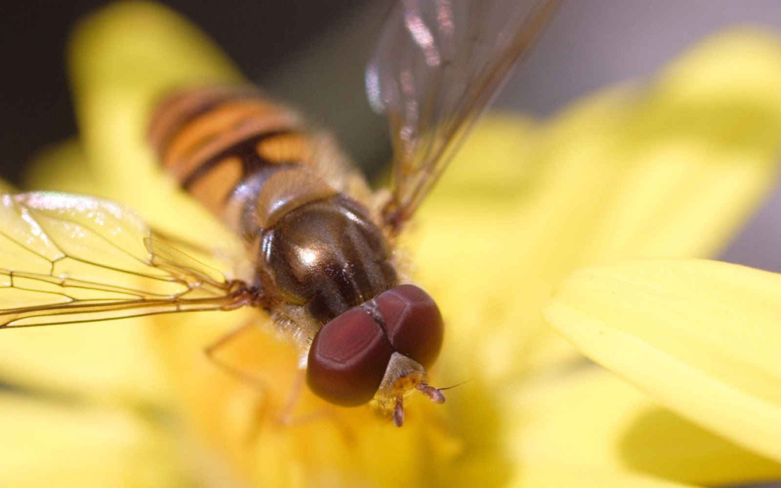 Animal Hoverfly 1600x1000
