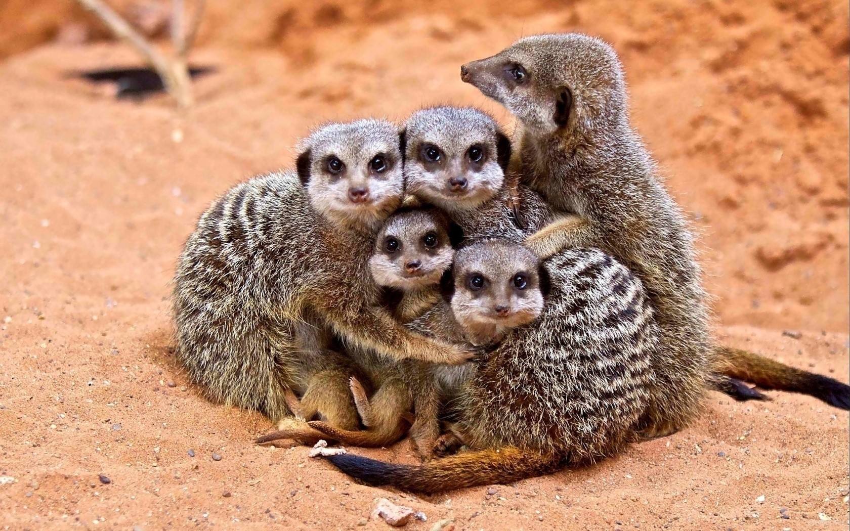 Animals Meerkats Baby Animals Sand 1680x1050