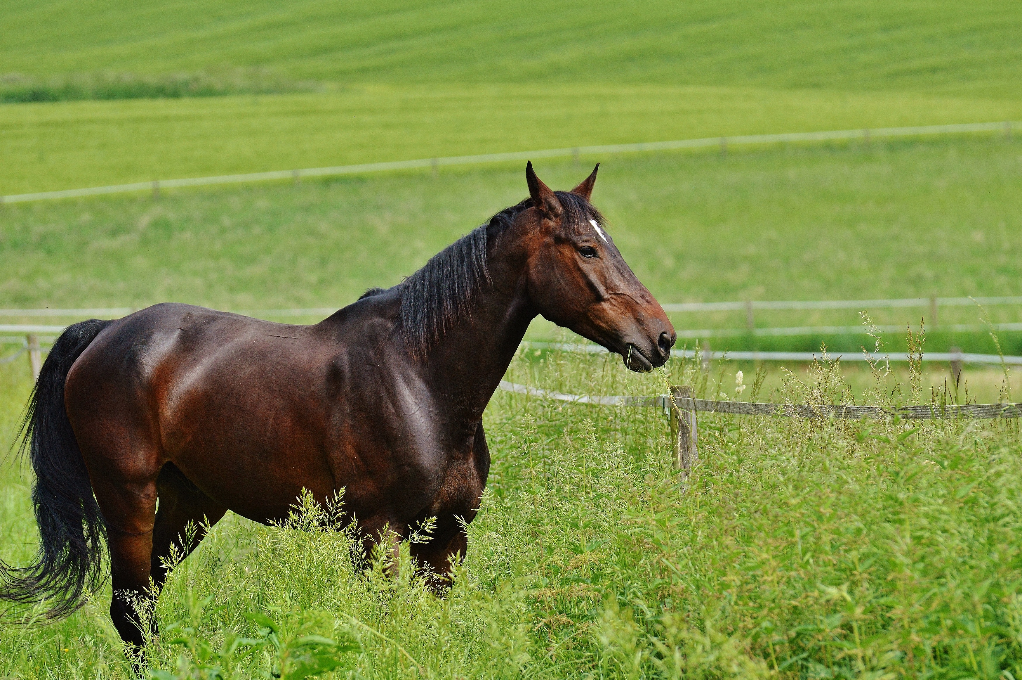 Horse Animal Stallion Pasture 3500x2327