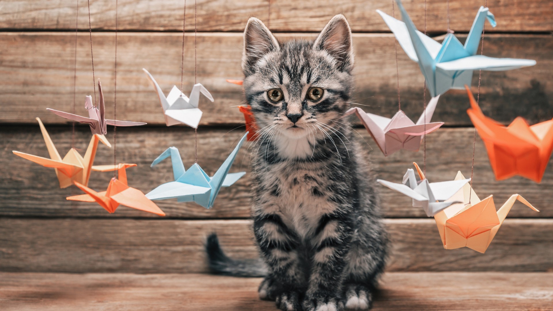 Nature Animals Cats Kittens Baby Animals Origami Birds Wooden Surface Thread Pet Depth Of Field 1920x1080