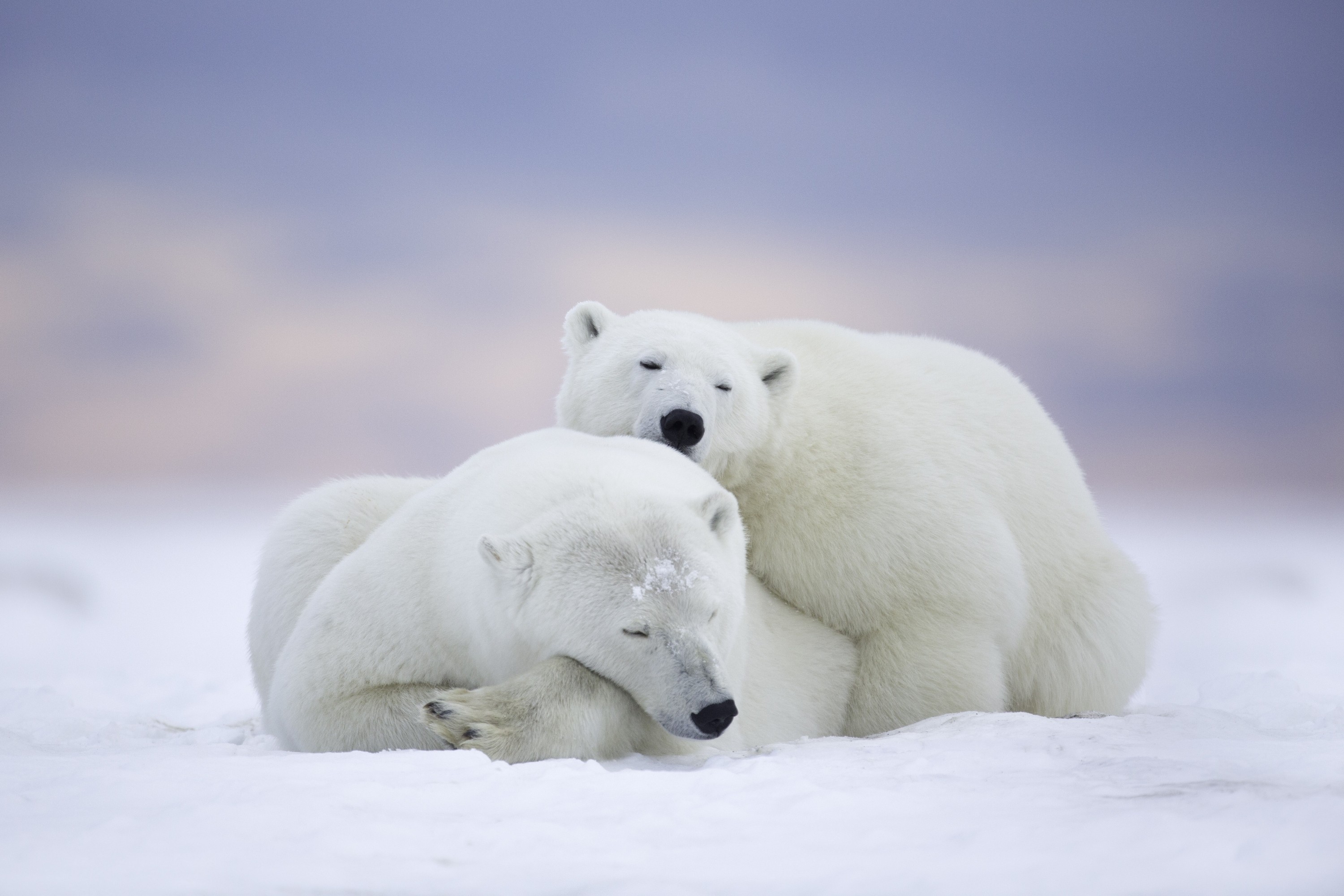 Animals Polar Bears Mammals Friendship Wildlife 3000x2000