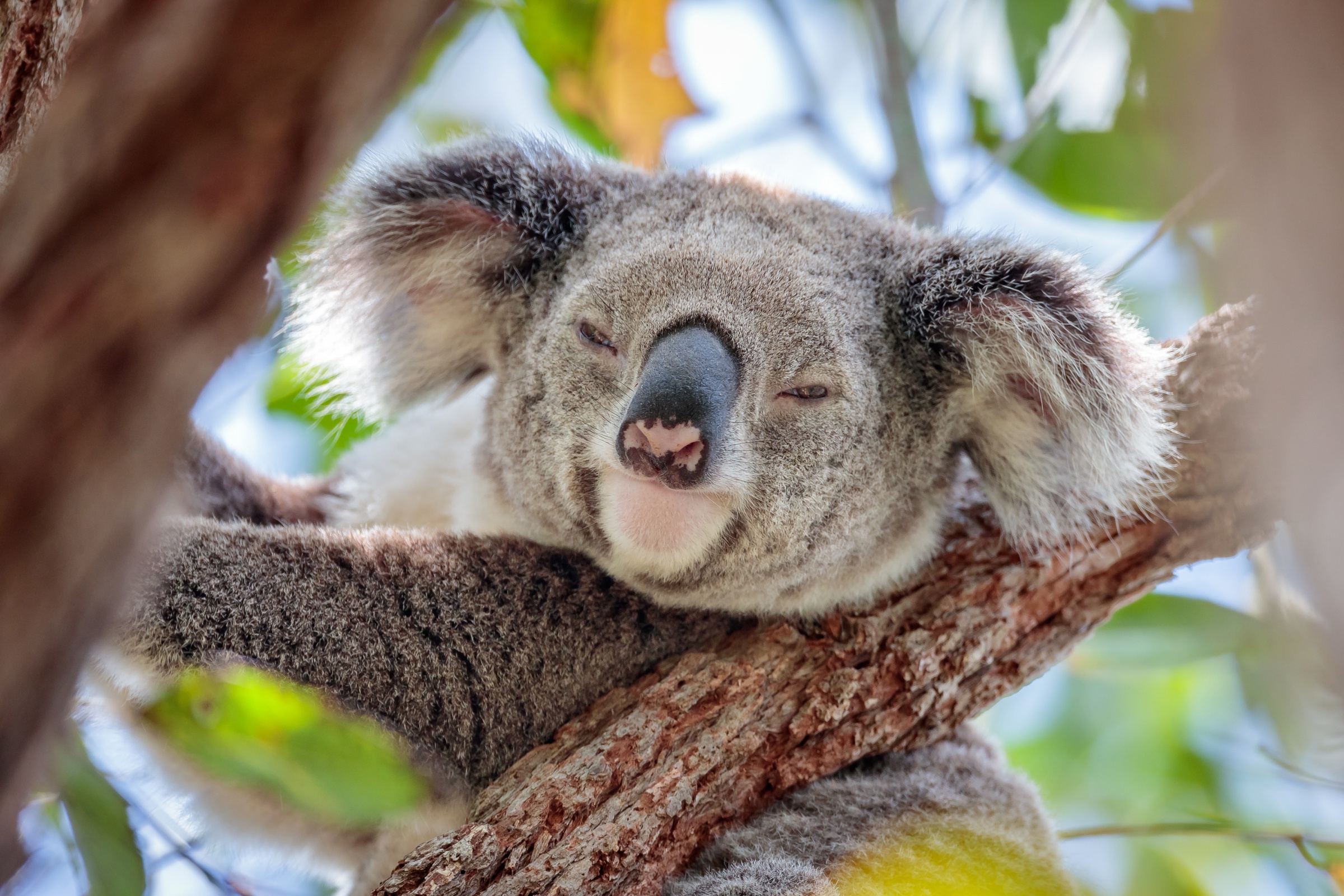 Bears Animals Mammals Koalas 2400x1600