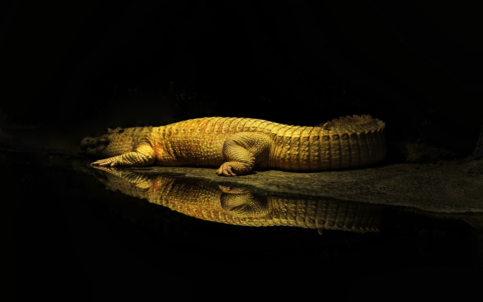Crocodiles Yellow Water Reptiles Animals Wildlife Rest Reflection Sun Rays 1920x1200