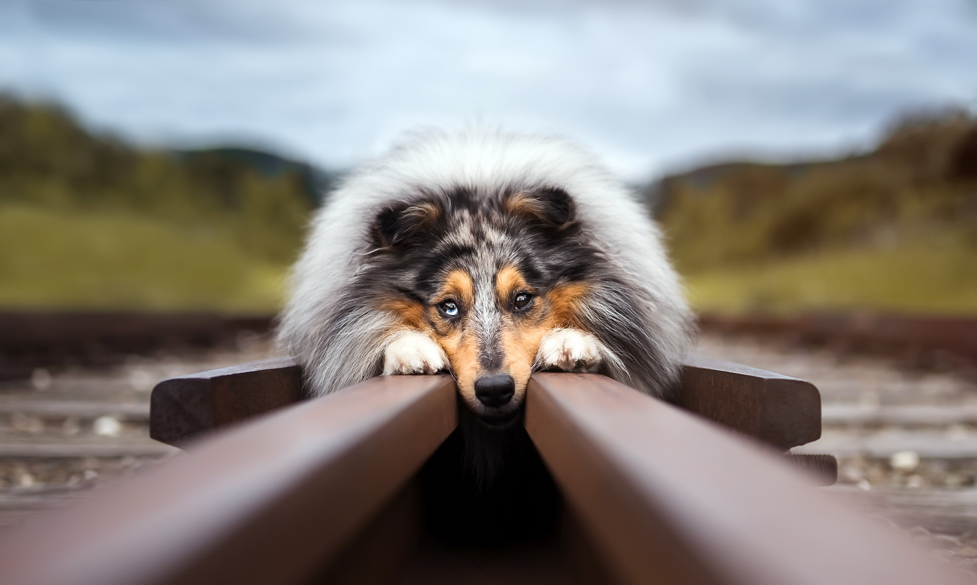 Rough Collie Dog Railroad Blur 1920x1149