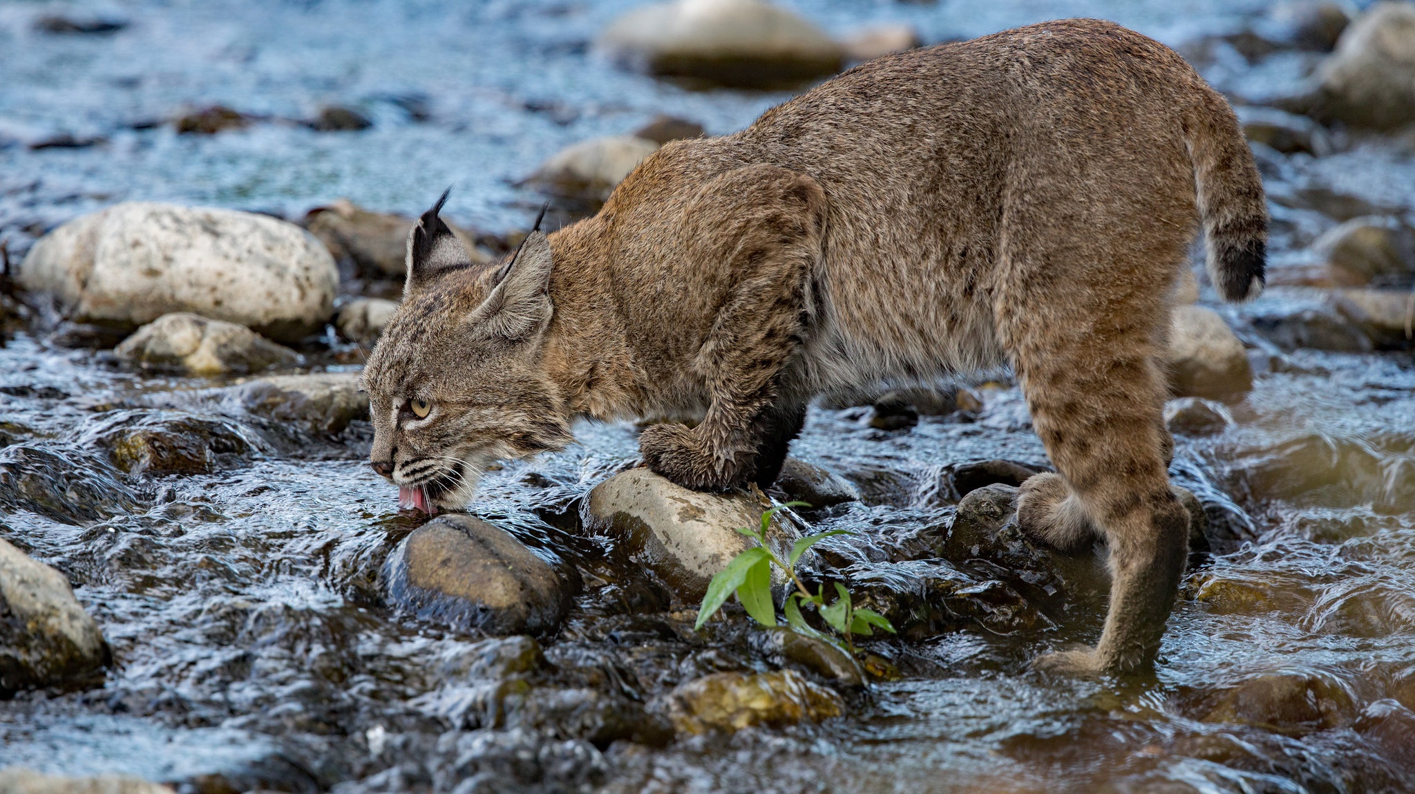 Animals Water Mammals Drinking Big Cats Bobcat 2048x1149