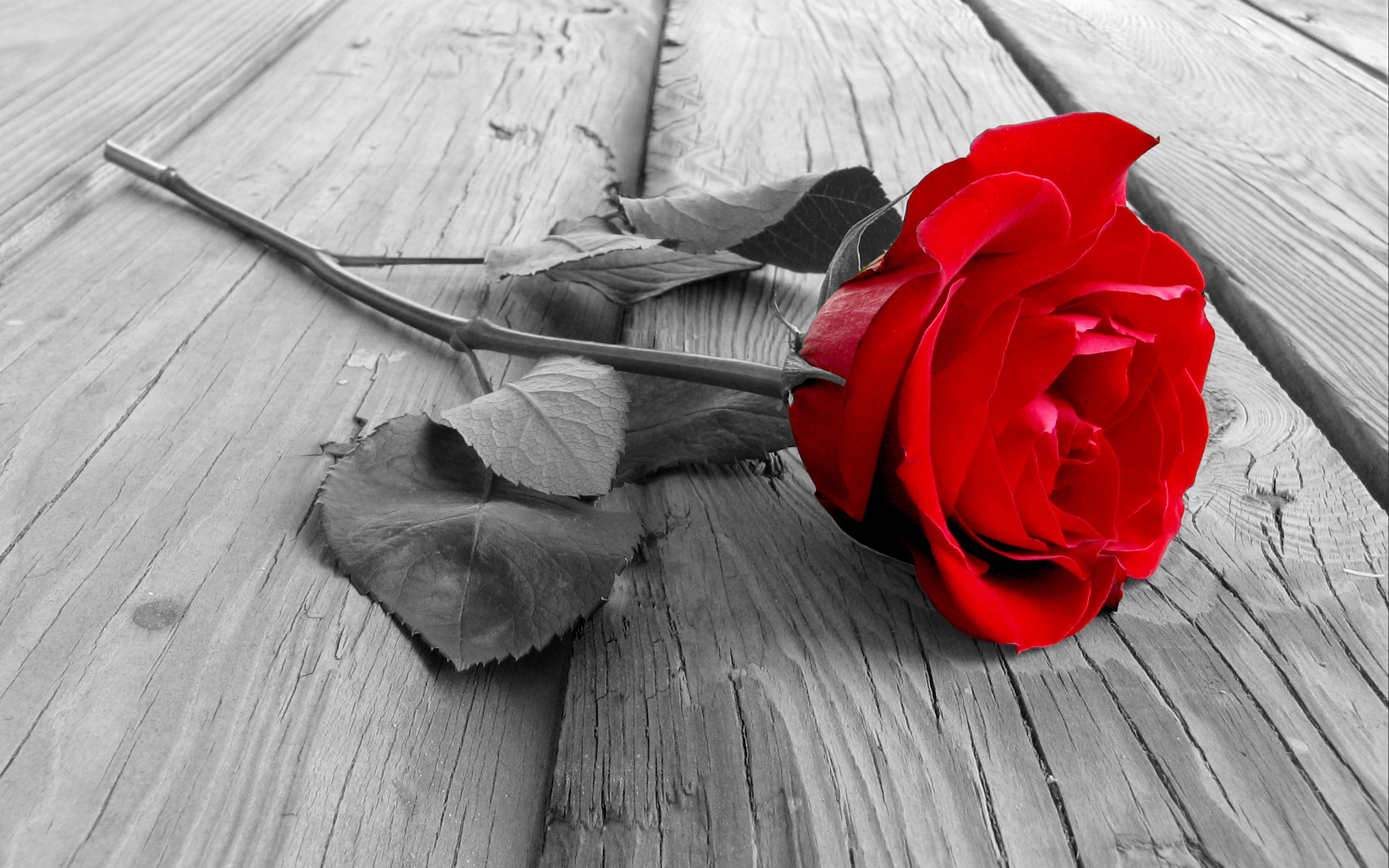 Selective Color Flower Red Rose 2560x1600