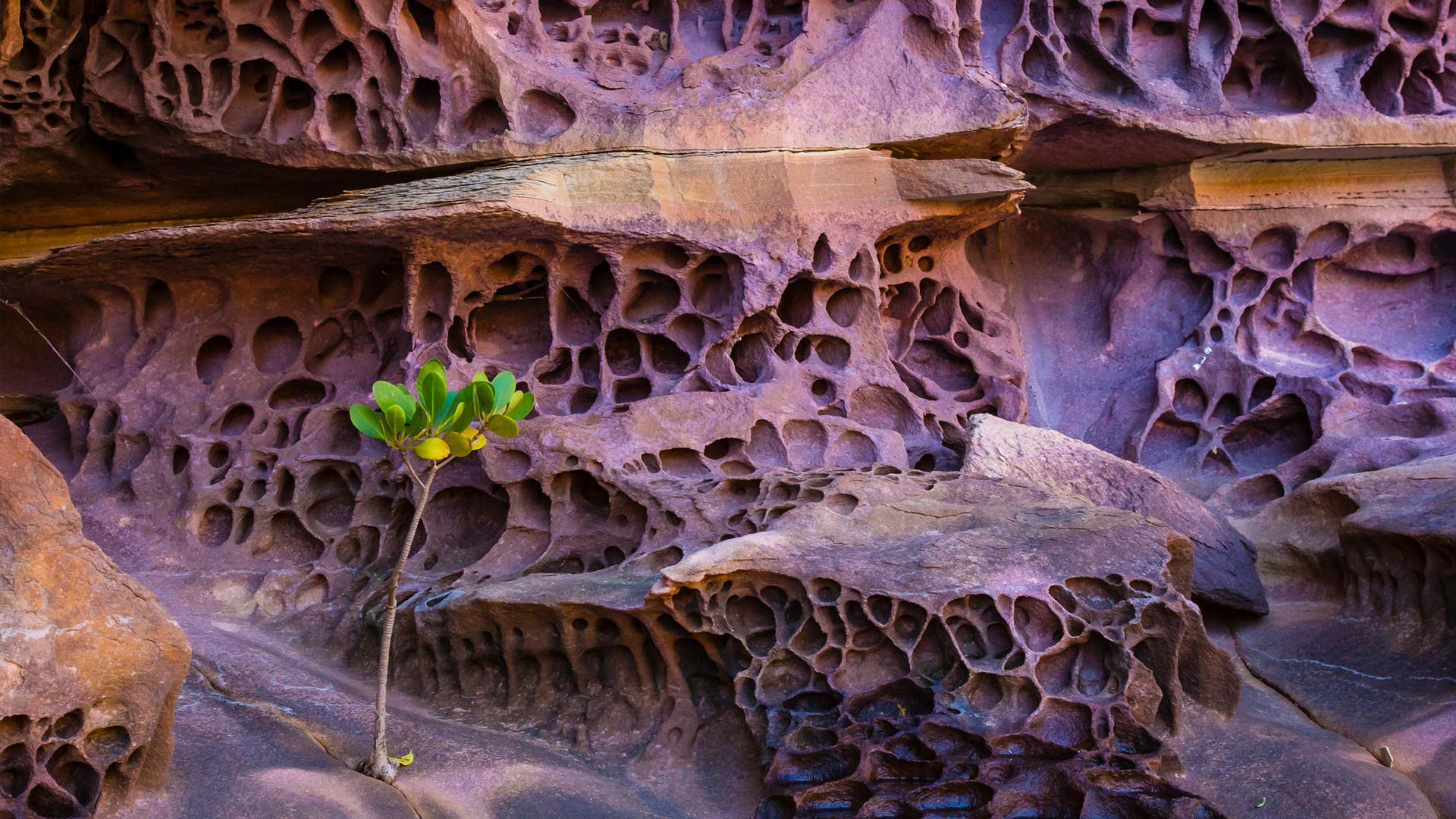 Australia Rocks Wall Nature Plants 1920x1080