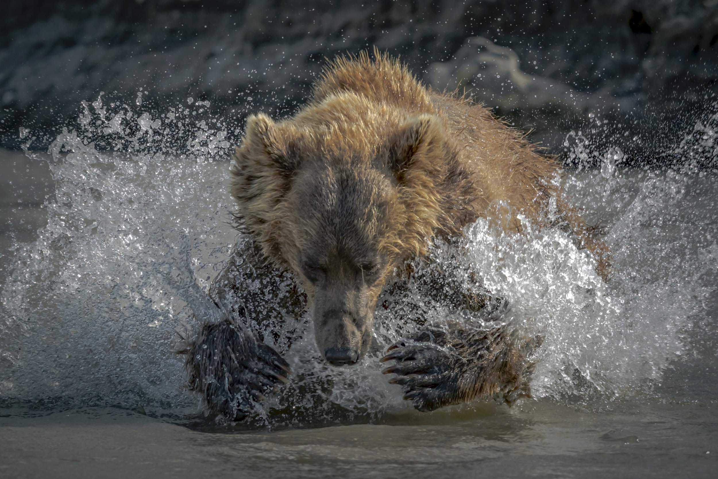 Bears Nature Animals Water Water Splash Water Drops 2500x1667
