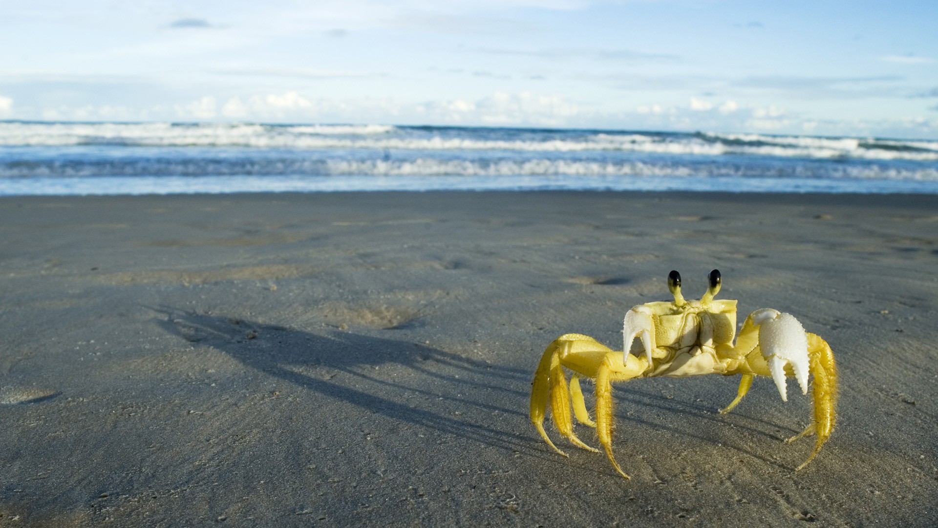 Crabs Beach Crustaceans 1920x1080