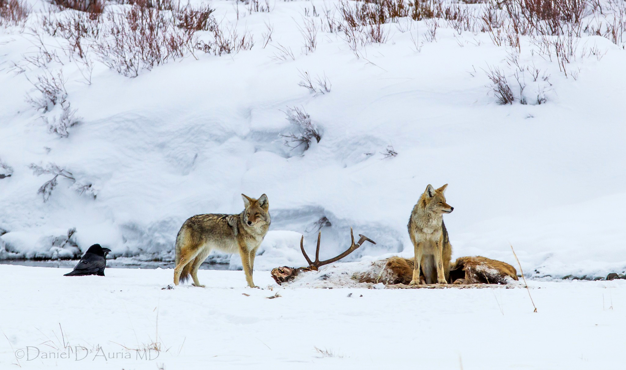Wildlife Predator Animal Winter Snow Coyote 2048x1211