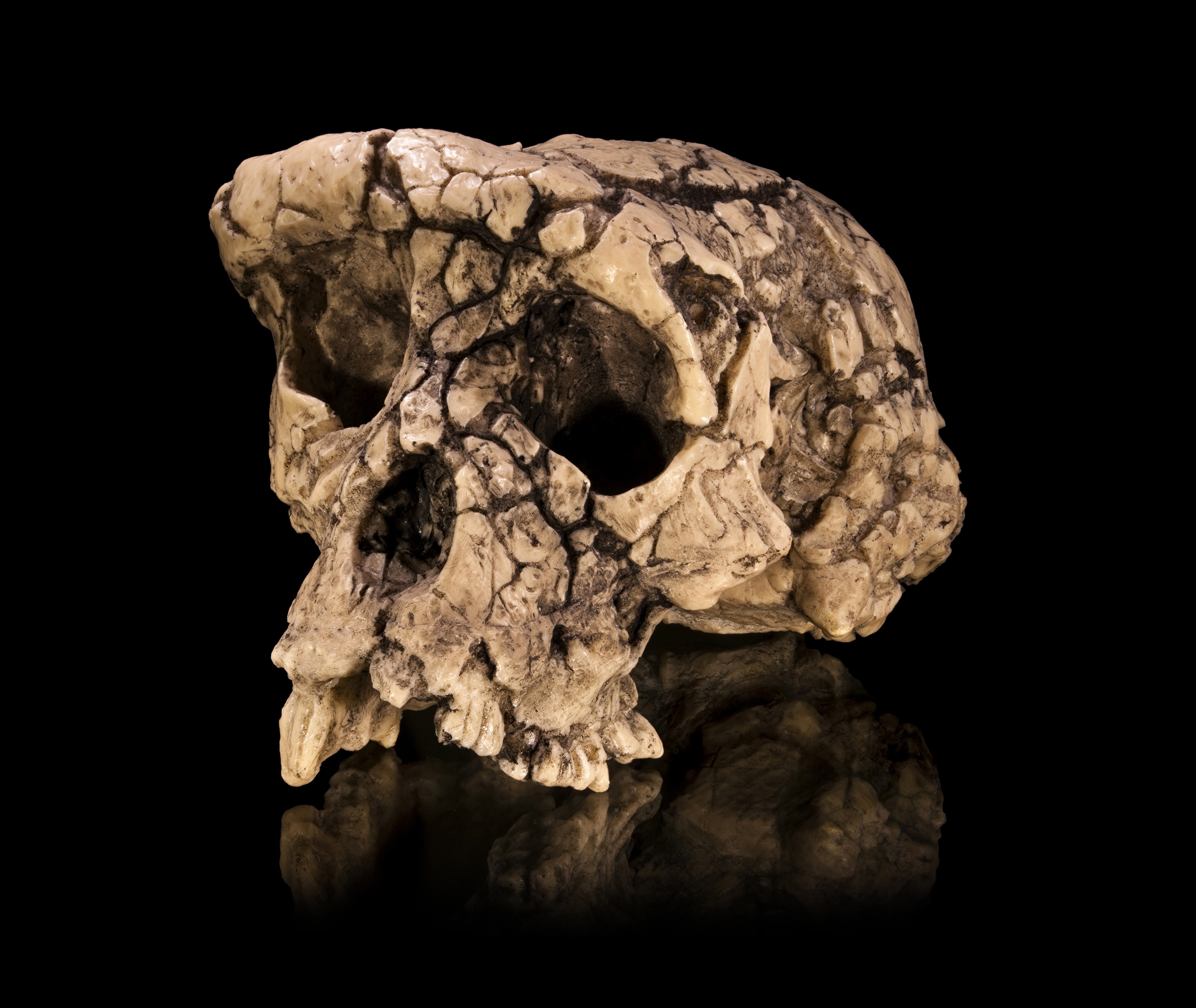 Vintage Bones Skull Cracked 4239x3571