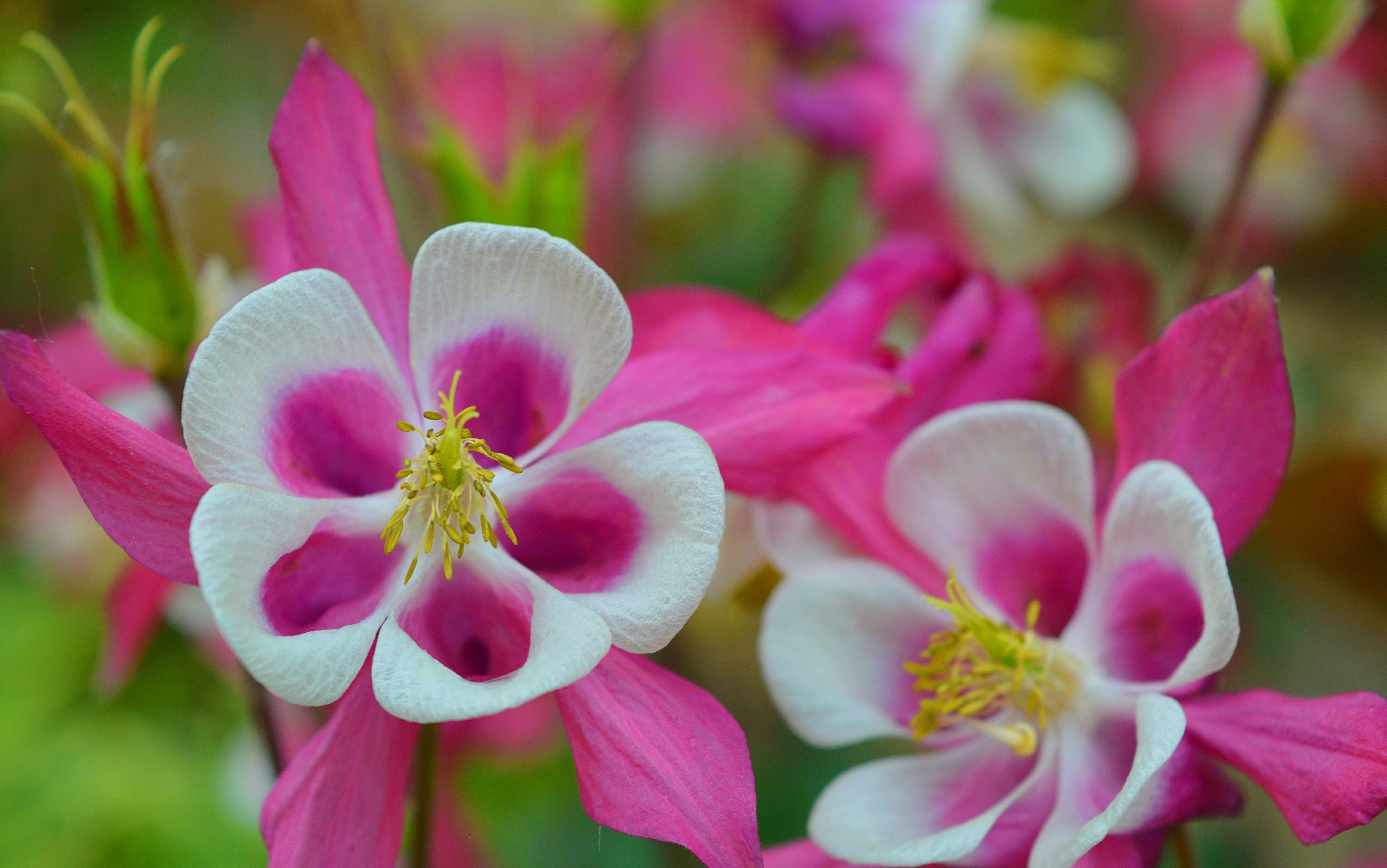 Earth Flower Columbine Pink Flower 3000x1878